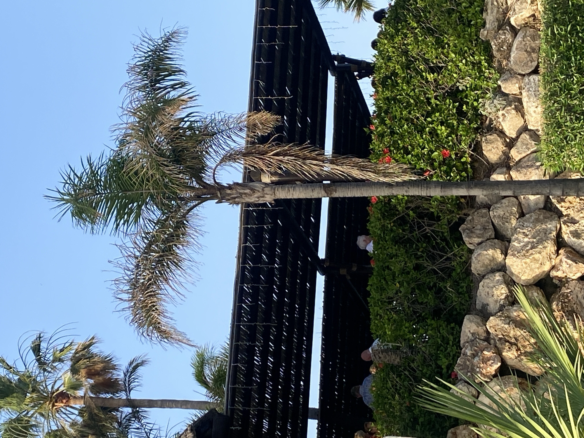 The image depicts an outdoor dining area with a thatched roof structure, possibly a restaurant or bar, located in Estepona, Spain. In the foreground, a stone wall is visible, overgrown with green bushes and some red flowers. A palm tree stands in front of the thatched roof, with its fronds partially obscuring the structure. Several people are seated at tables beneath the roof, some of whom are visible from the back. The sky is clear and blue. The environment suggests a sunny day in a coastal or tropical setting.