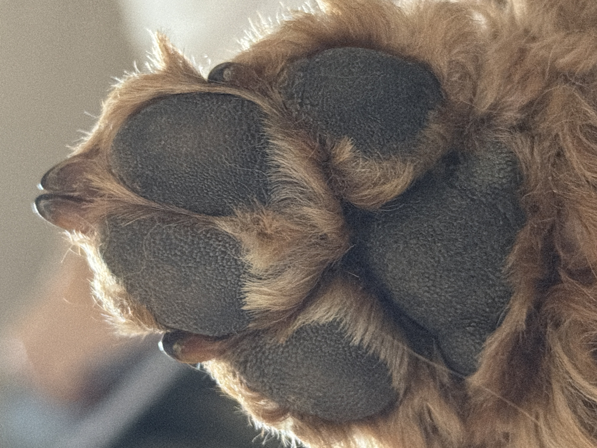 The image presents a close-up, overhead view of a canine paw, stated to be located in Boreti, Montenegro. The subject is a well-lit paw, displaying dense, light brown to reddish-brown fur surrounding five dark grey to black paw pads. These include a large, central metacarpal pad and four smaller digital pads, all exhibiting a granulated texture. Four dark, semi-translucent claws with lighter distal tips are visible extending from the top edge of the paw. Strong backlighting illuminates the fur and highlights the pad edges. The background is out of focus, showing indistinct light and shadow patterns consistent with an indoor environment. No people, actions, or direct interactions are visible within the frame.