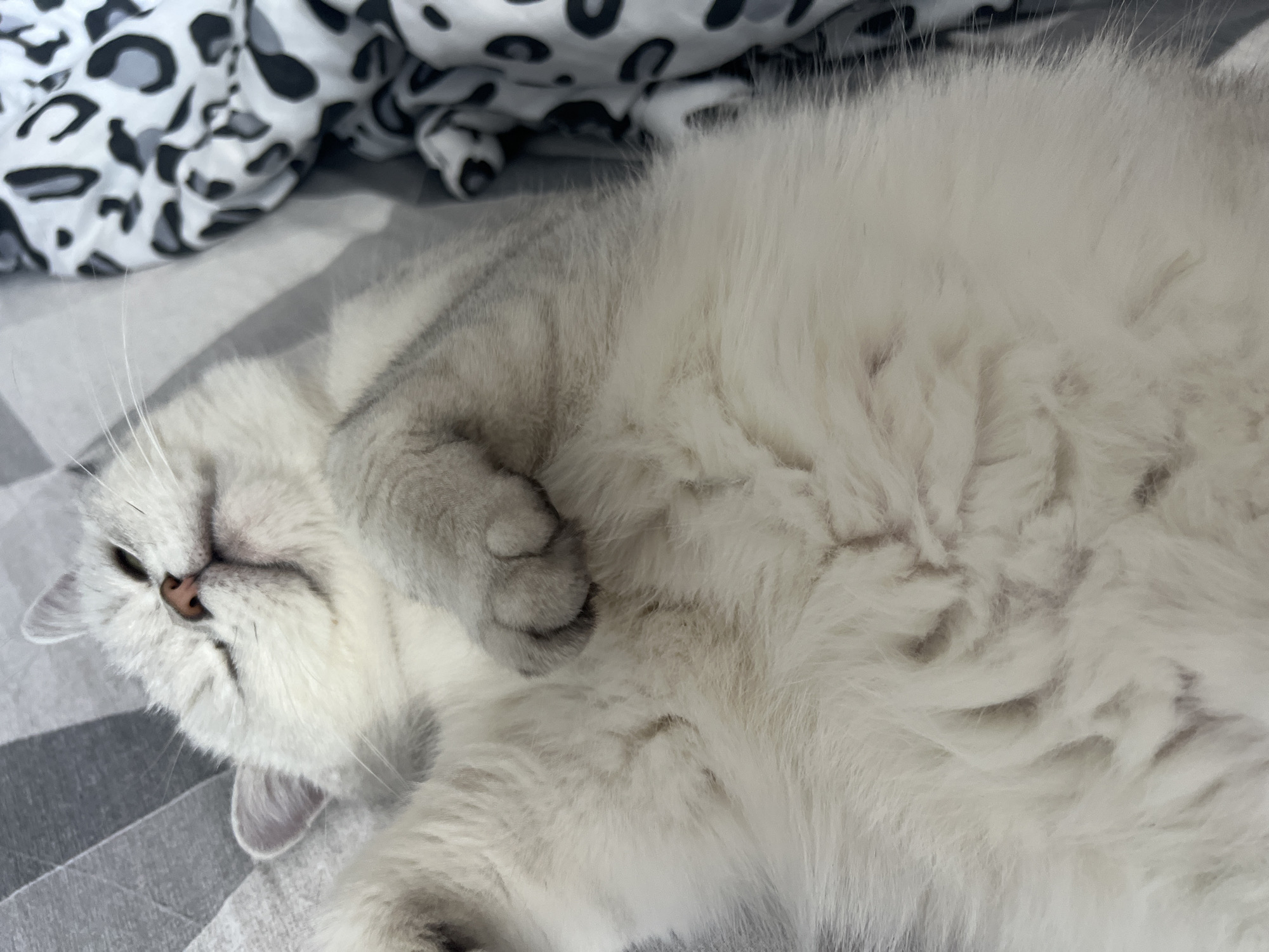 A medium close-up shot depicts a white, long-haired cat lying on its back on a grey and white striped bedding, with a patterned duvet in the background. The cat's paws are curled up near its face, and its eyes appear closed, suggesting it is resting or sleeping. The setting is indeterminate.
