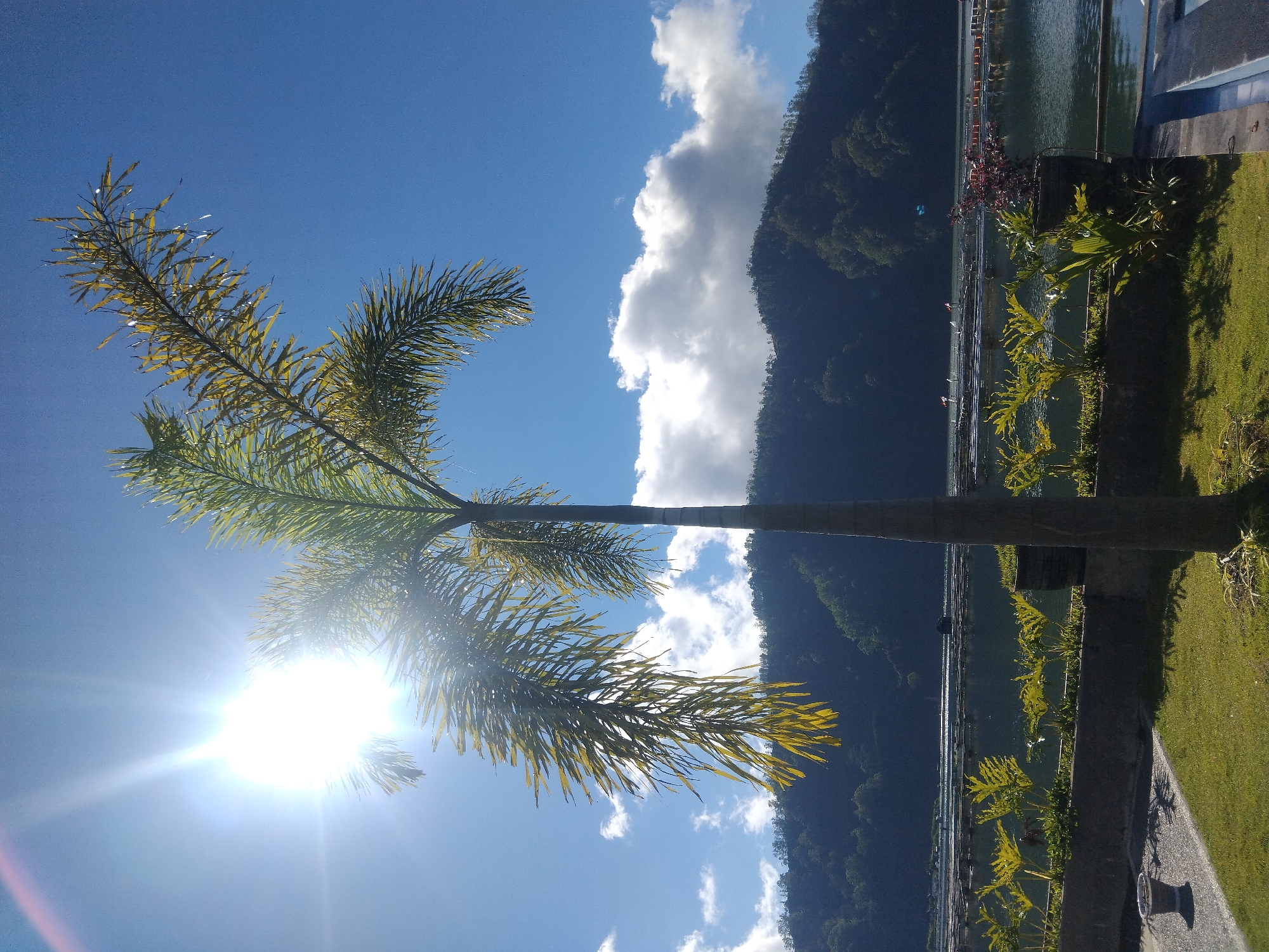The image shows a palm tree in the city of Unknown, Unknown. The tree is in the lower left corner of the image, and the sun is shining behind it. There are clouds and a mountain in the background. The water is in the middle of the image, and there is grass and other plants on the right side.