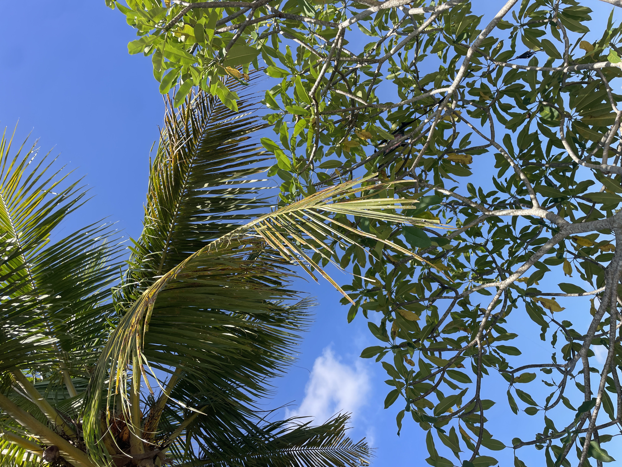 The image presents a low-angle view looking upward, showcasing a clear blue sky partially framed by foliage. On the left, a section of a palm tree is visible, with green fronds extending towards the center. The fronds have some areas with yellowing and browning. On the right, the canopy of another tree is evident, displaying smaller, broader green leaves scattered across a network of branches. The branches have a light grey bark, and the density of the leaves obscures some of the sky. The scene is captured outdoors, with ample natural light. There is no evidence of people, subjects, objects, actions, or interactions, other than the existence of natural elements. The location is identified as the city of Unknown, Unknown.