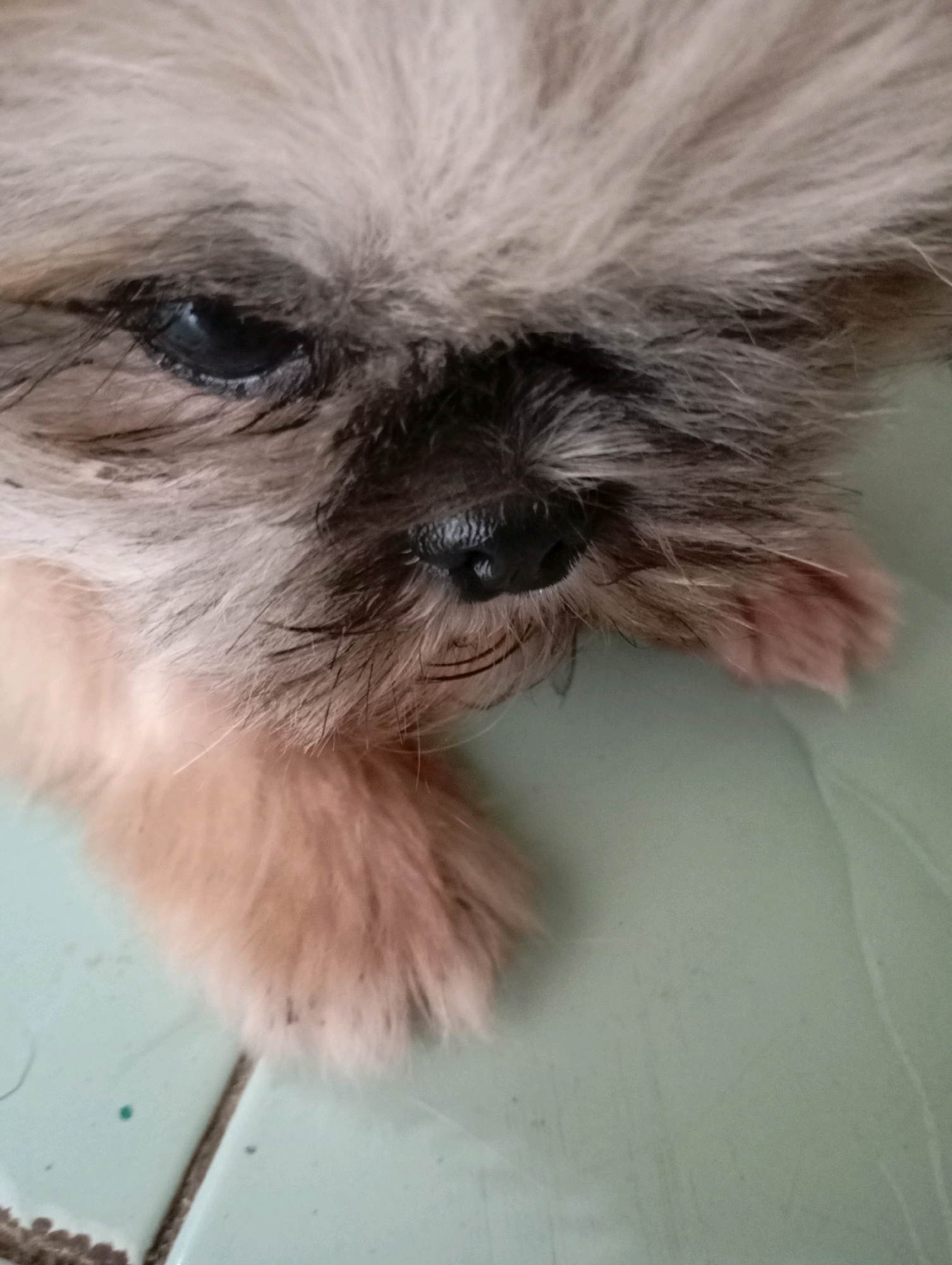 The image is a close-up, low-angle shot of a Shih Tzu puppy's face. The puppy has light brown and white fur, with darker fur around its eyes and nose. Its left eye is visible and appears dark. The puppy is lying on a pale green tiled surface. The tiles have visible grout lines, suggesting an indoor or outdoor tiled area. There are some faint smudges or specks on the tiles, one of which is a small green dot. The lighting is somewhat dim, with some shadows cast. The image is not located in Balikpapan, Indonesia.