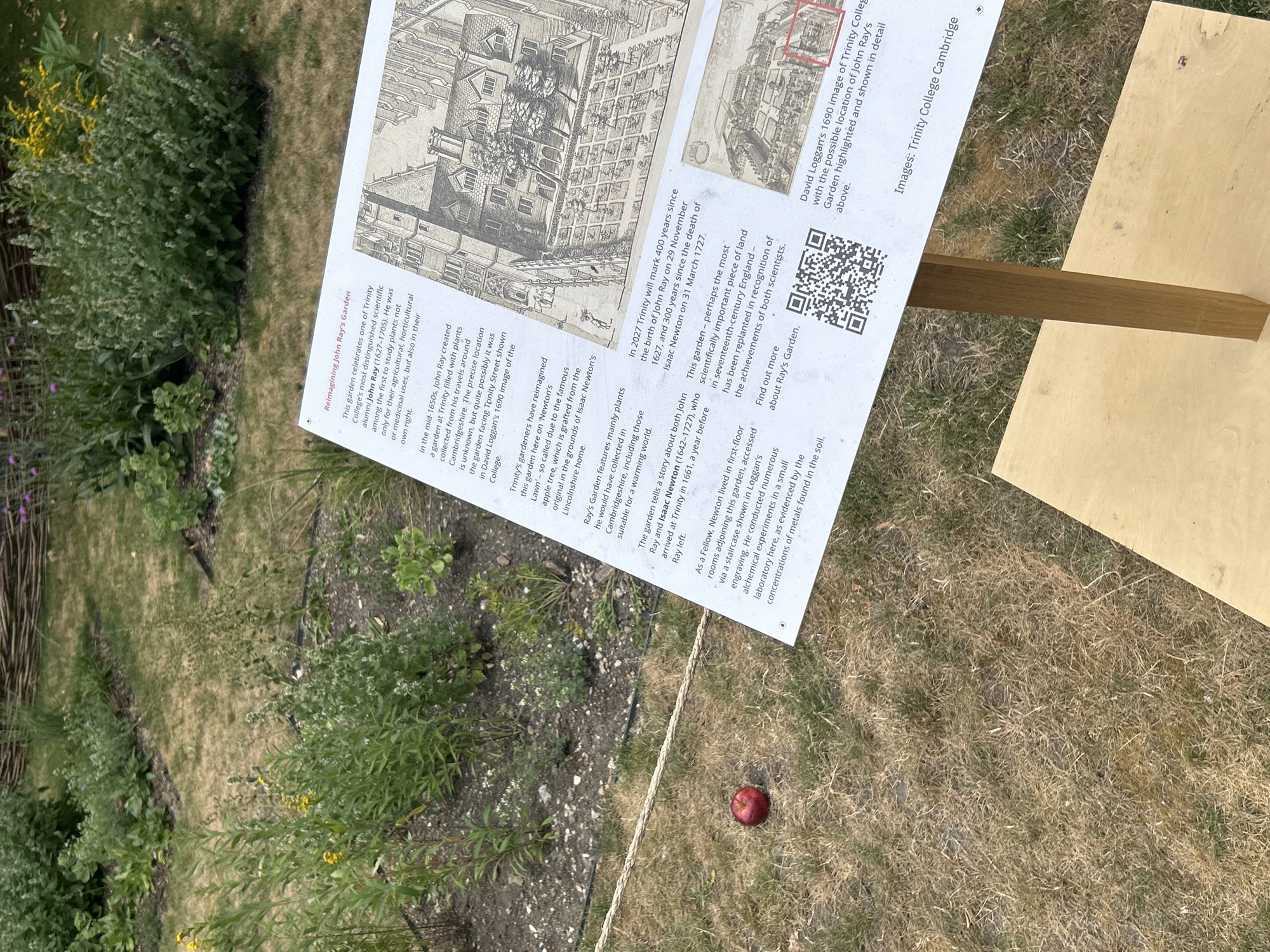 An outdoor scene depicts a garden with a wooden information sign in the foreground, a single red apple on the dry grass, and a woven fence and lush vegetation in the background. The information sign, made of white board with black text and illustrations, is mounted on a wooden post. One of the illustrations shows a historical building, possibly Trinity College in Cambridge, United Kingdom. The text on the sign discusses "Reimagining John Ray's Garden," mentioning John Ray and Isaac Newton, and celebrating the 400th anniversary of John Ray's birth and the 300th anniversary of Isaac Newton's death. The garden itself features a variety of plants, with some areas appearing dry and parched, likely due to recent weather conditions. The overall impression is that of a historical and educational exhibit set within a garden environment in Cambridge.