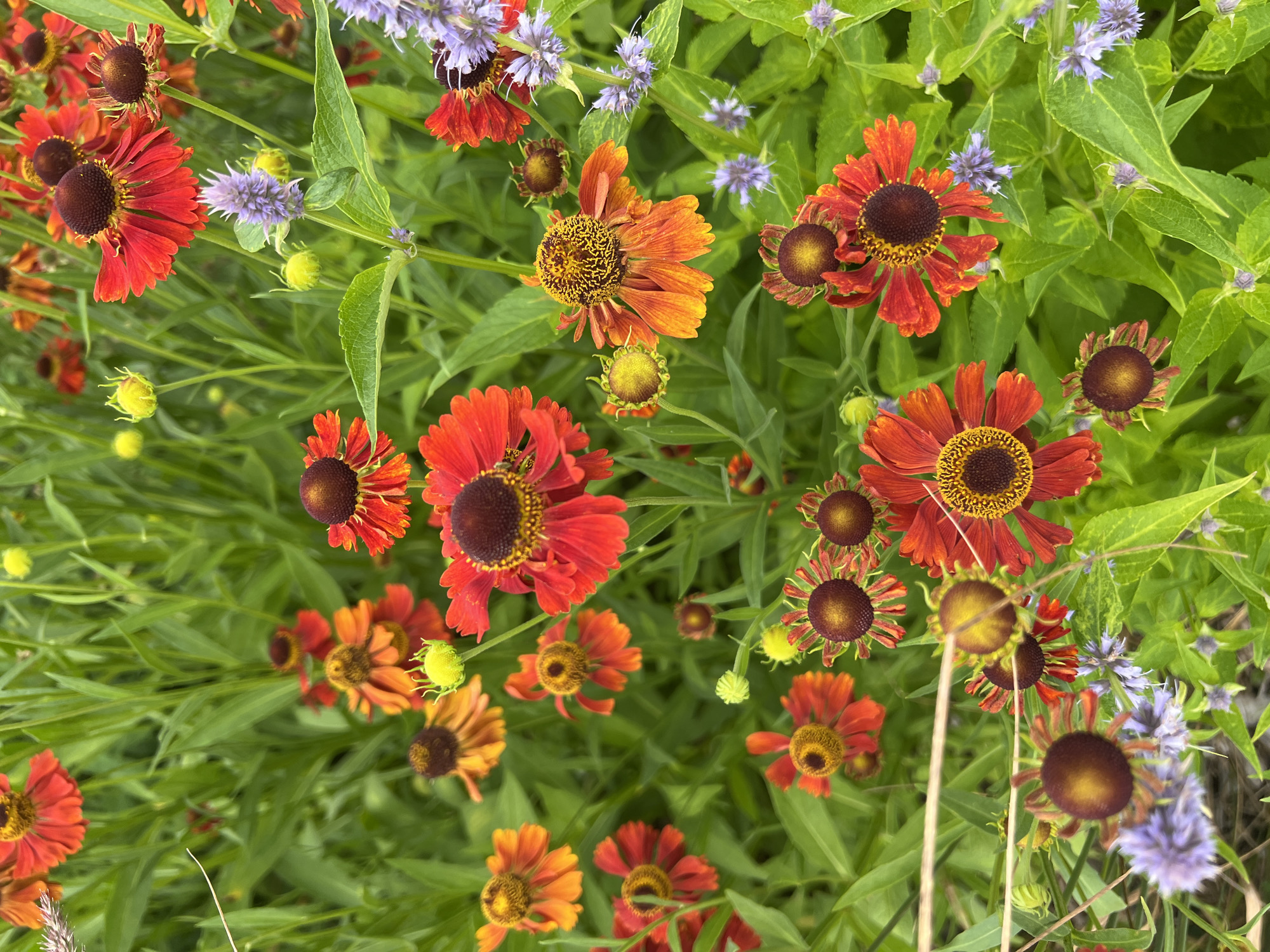 The image shows a close-up view of a flower bed filled with a variety of blooming flowers. The dominant flowers are heleniums, with their daisy-like petals in shades of red, orange, and yellow, and dark, cone-shaped centers. Interspersed among the heleniums are smaller, delicate purple flowers, possibly agastache or a similar species, with spiky blooms. The background consists of lush green foliage and stems. The scene is natural and appears to be an outdoor garden setting. There are no people or animals visible in the image. The lighting suggests it is daytime, likely with soft sunlight filtering through. The image has a shallow depth of field, with the flowers in the foreground in sharp focus and the background appearing softly blurred. The overall impression is one of abundance and vibrant color. The image does not provide any information about its location in Vilnius, Lithuania.