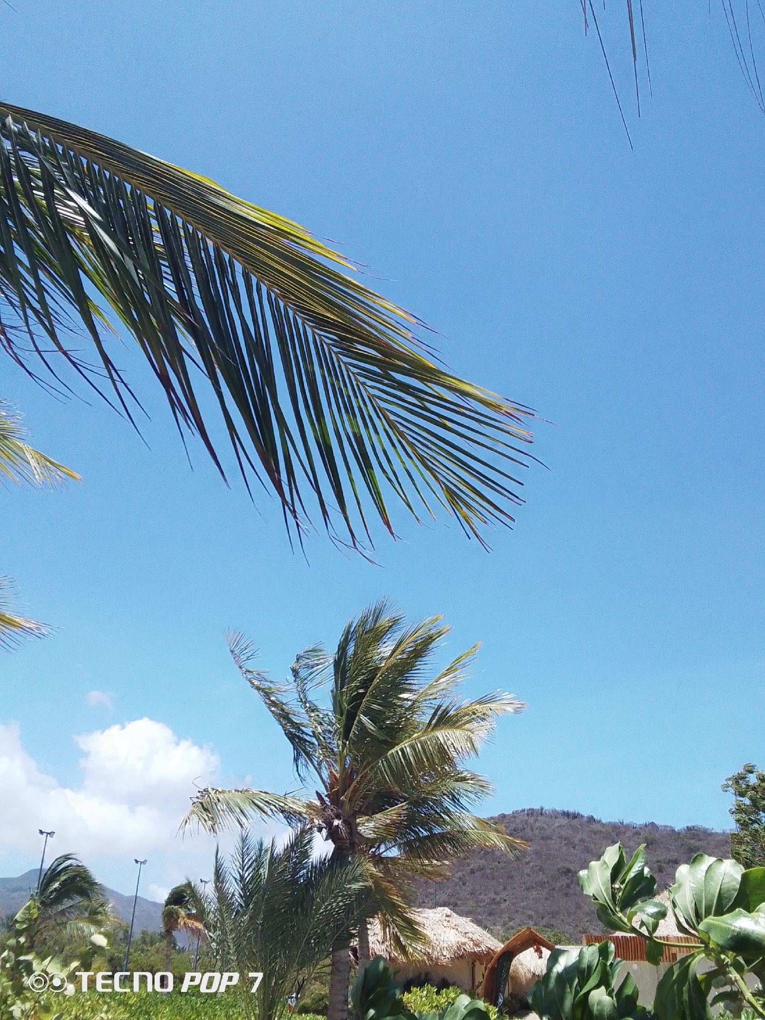 The photograph depicts a scene in Pedro González, Venezuela, characterized by a clear, bright blue sky and tropical vegetation. Predominantly featured are palm trees, with one large palm frond extending from the upper left corner towards the center, obscuring some of the sky. A smaller palm tree stands in the center, its leaves partially obscured by wind.
In the background, there is a low mountain range with dry vegetation. Closer to the foreground, a thatched roof structure suggests a hut or similar construction. Additional greenery surrounds the base of the palm trees and the hut.
The camera is pointed upwards, capturing the upward perspective of the scene. The phrase "TECNO POP 7" is in the lower left corner. The weather appears sunny.