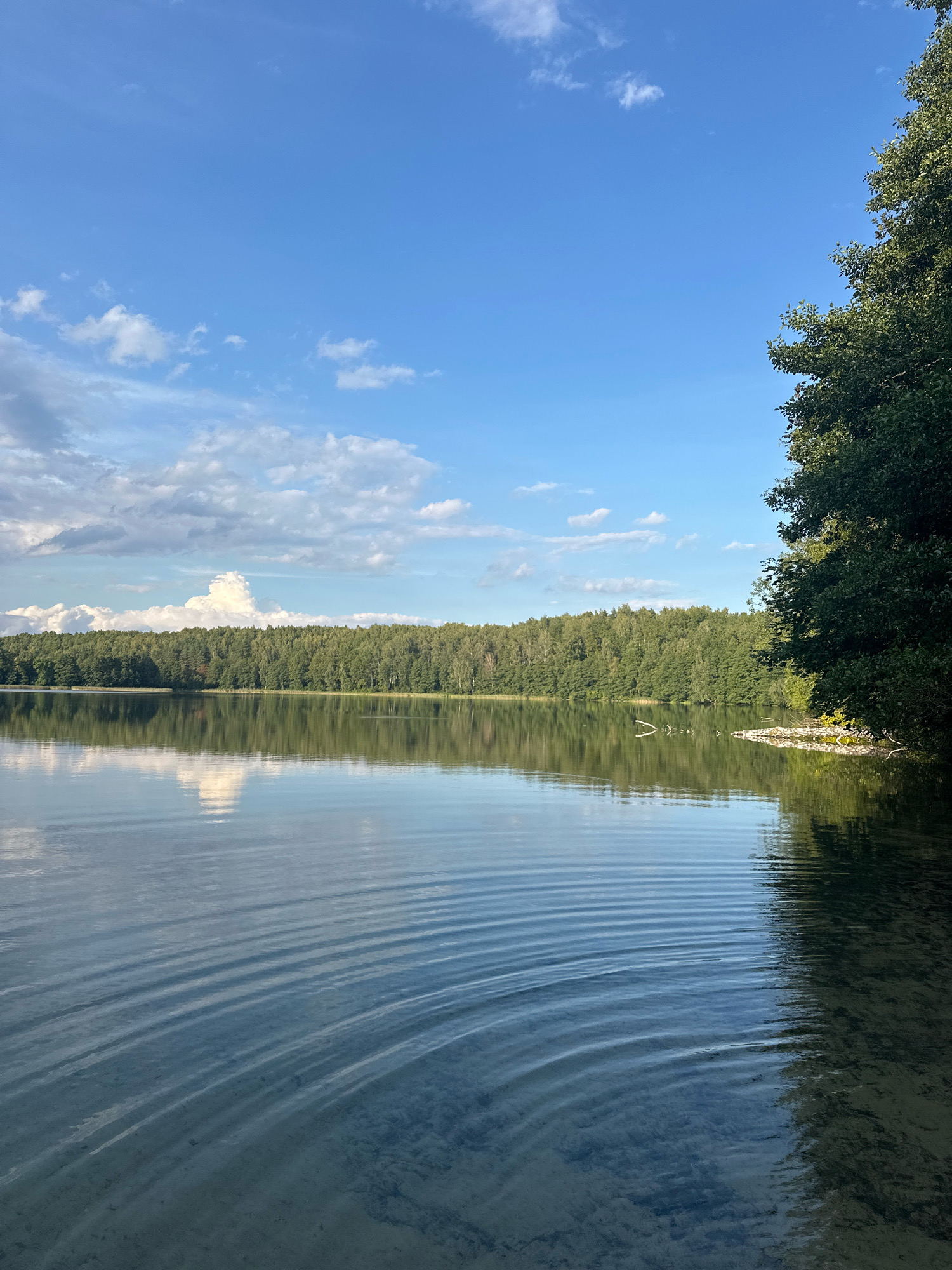 A tranquil lake reflects a dense forest under a bright blue sky dotted with white clouds. The foreground of the lake displays gentle ripples on its surface, with the sandy bottom visible in the shallower areas. The shoreline is lined with a thick growth of green trees, their reflections creating a mirror image on the still water. To the right, the dense foliage of a large tree extends into the frame. The overall impression is one of natural serenity. The scene is located in the Мядзельскі сельскі Савет, Belarus.