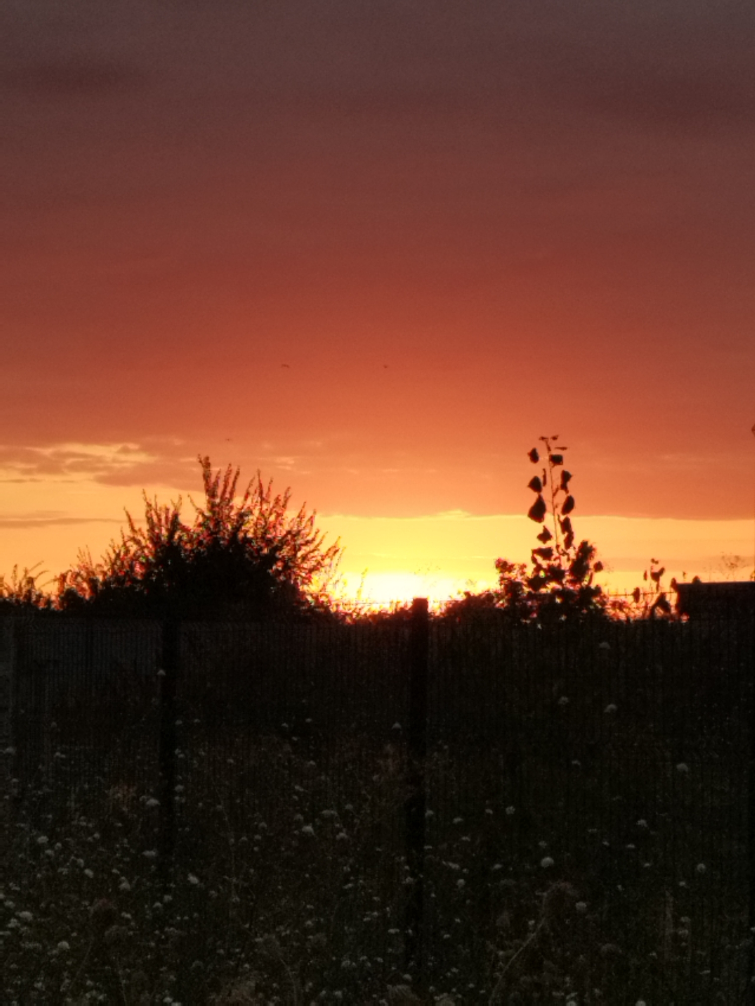 A silhouette of a fence with dark vegetation and a few sparse, tall plants is visible against a vibrant sunset. The sky is a gradient of deep orange and red, with lighter yellow hues near the horizon. Scattered clouds are present in the upper portion of the sky. The ground in the foreground is covered with dark, indistinct vegetation, possibly grass and weeds, with small white specks that could be flowers or debris. The image appears to be taken outdoors, likely in a rural or semi-rural area, given the presence of the fence and the natural vegetation. The overall impression is one of a tranquil evening scene.