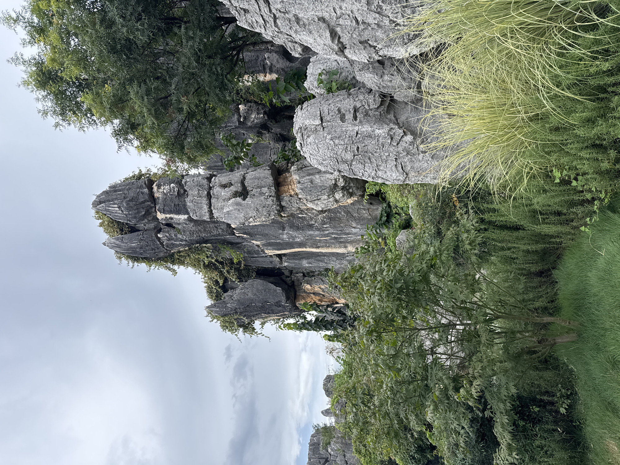 The image depicts the Stone Forest (Shilin), a UNESCO World Heritage Site located in Kunming, China. The scene features dramatic karst formations, characterized by tall, slender limestone pillars and rock formations that rise from the ground, resembling petrified trees. These geological wonders are a dominant element in the landscape, with some towering structures covered in lush green vegetation, including mosses, vines, and small trees.

In the foreground, a variety of plants are visible. A young tree with green foliage stands prominently in the center-left, surrounded by dense green grass. To the right, tall, feathery ornamental grasses with pale green and yellow blades add texture and a contrasting color to the scene. Behind these, a wall of dark green, bushy plants creates a backdrop.

The background is dominated by the iconic stone pillars, their gray, weathered surfaces showcasing intricate natural patterns and textures. The formations are stacked and jagged, creating a sense of ancient geological history. The sky above is overcast with a mix of gray clouds and patches of lighter sky, suggesting a diffused natural light. The overall environment appears to be a natural park or scenic area, designed to showcase the unique geological formations and surrounding flora. No people are present in the image.