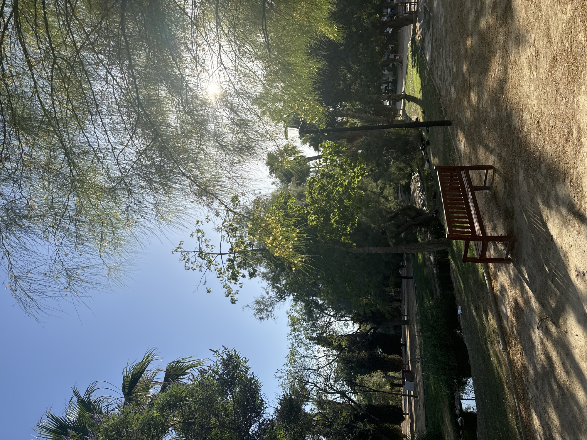 The image depicts a sunny day in a park, likely within the city of Murcia, Spain. The scene is dominated by lush green trees and vegetation, with a clear blue sky overhead. In the foreground, a red wooden bench is positioned on a dirt path, casting a distinct shadow. Sunlight filters through the leaves of the trees, creating dappled patterns on the ground. A small pond or stream is visible to the left, bordered by grass and reeds. A lamppost stands near the path. In the background, more trees and a statue are visible, along with a few people strolling in the distance. The overall impression is one of a tranquil park setting on a bright, warm day.
