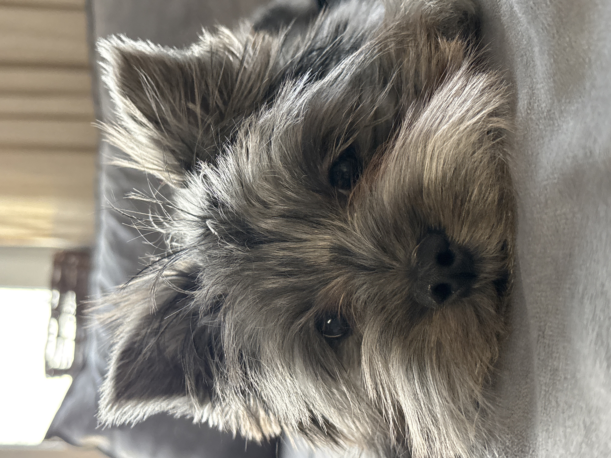 A close-up, frontal view depicts a Yorkshire Terrier breed dog lying prone on a light-grey textile surface. The dog's fur is two-toned, displaying dark grey-black on the upper head and ears, transitioning to lighter tan-gold hues across the face and muzzle. Its long, fine fur partially obscures its dark eyes, which exhibit distinct specular reflections. A small, black, moist-appearing nose with visible nostrils is centered on the muzzle, which rests directly on the surface. The dog's pointed ears are erect and angled slightly outward. The background is out-of-focus, indicating an indoor domestic setting, with a bright, indistinct light source behind the subject illuminating the fur. This scene is located in the city of Chaikovsky, Russia.