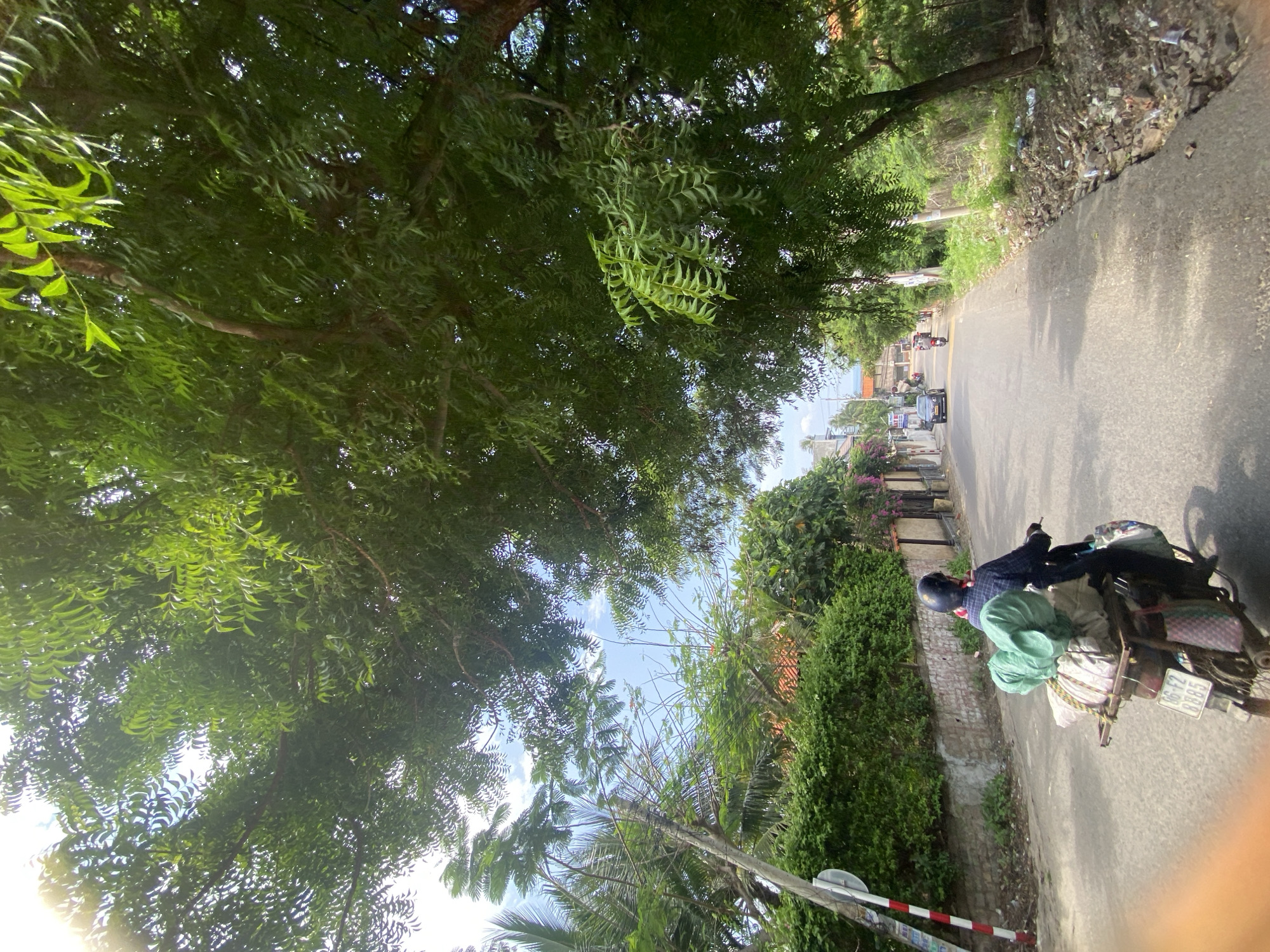 An outdoor, eye-level, wide shot captures a sunny day on a paved road in Mũi Né, Vietnam. The road is bordered by lush green trees on both sides, with their branches creating a canopy overhead. A brick wall and a dense green hedge line the left side of the road. In the foreground, a person wearing a dark helmet and a checkered blue shirt rides a motorcycle. The motorcycle is loaded with several large, green-wrapped bundles on the back rack. The motorcycle's license plate reads "86-F2 8885". Further down the road, a gray car is visible, and in the distance, more buildings and trees can be seen. The right side of the road features a ditch filled with debris. The sky is blue with scattered clouds.