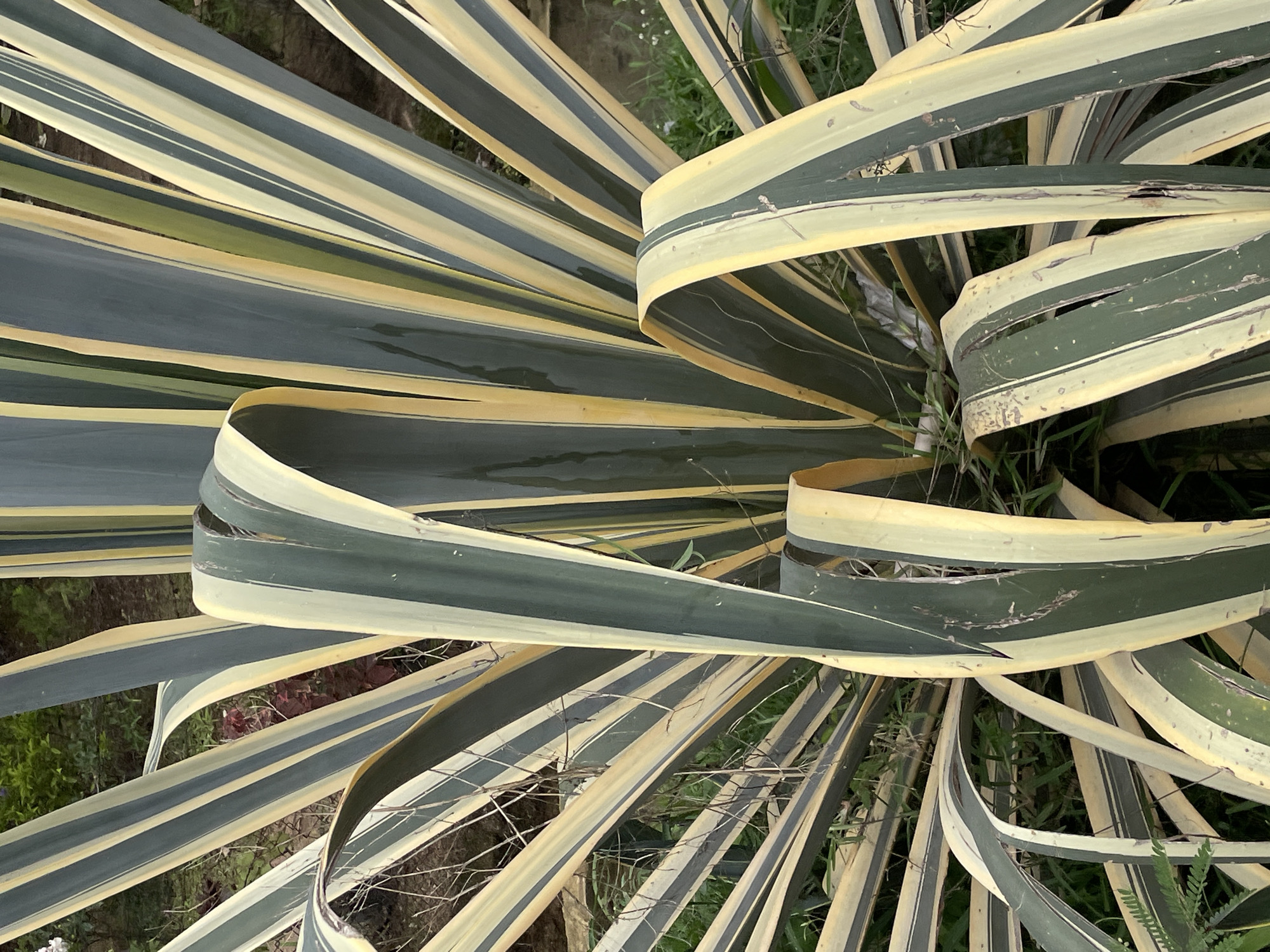 The image is a close-up, overhead shot of the variegated leaves of a plant, likely an agave or yucca variety. The long, strap-like leaves are predominantly dark green with distinct, creamy yellow stripes running lengthwise. Some leaves are curved and twisted, creating a dynamic, fanned-out appearance. The texture of the leaves appears somewhat leathery, with a few minor imperfections and dried tips visible.
The background is out of focus, showing a mix of dark earth or mulch and sparse green vegetation, suggesting an outdoor setting. Some dry, twig-like debris is scattered among the leaves. The lighting suggests it is daytime, with shadows indicating the sun is at an angle, possibly late afternoon or early morning, casting gentle shadows across the patterned leaves. There is no text visible in the image. The scene conveys a sense of natural growth and organic form, with no human presence or specific event depicted. The location context provided is Jos, Nigeria, which, combined with the plant type, suggests a warm climate.