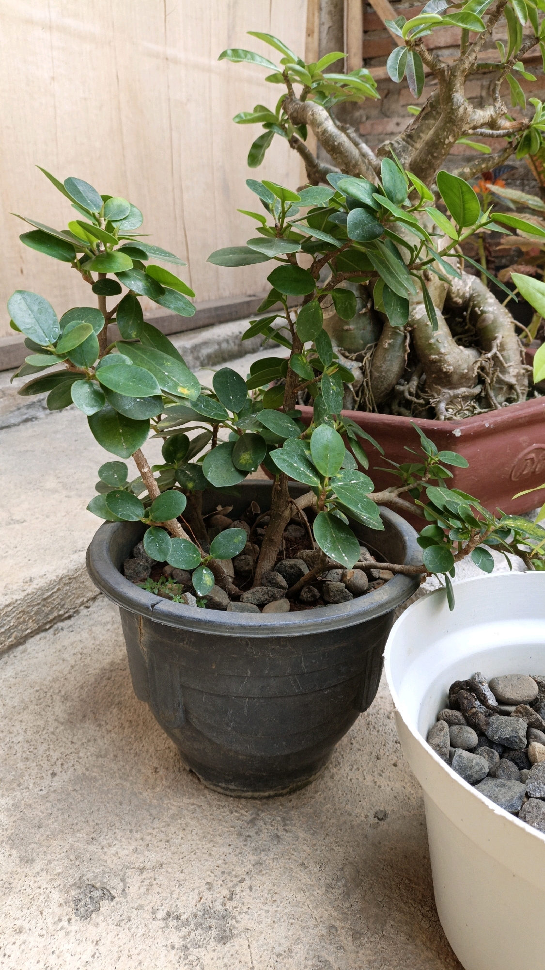 The image depicts an outdoor scene in Cikal, Indonesia, featuring several potted plants. In the foreground, a dark gray plastic pot contains a small, leafy green plant with multiple branches. The pot is filled with small stones and soil. To the right of this pot is a white plastic pot, also filled with stones, with a portion of a green plant visible at the top. In the background, a reddish-brown pot holds another plant with a thicker, more gnarled trunk and green leaves. The plants are situated on a concrete surface, and a wooden structure is visible behind them, suggesting an outdoor area like a garden or patio. The lighting indicates it is daytime.