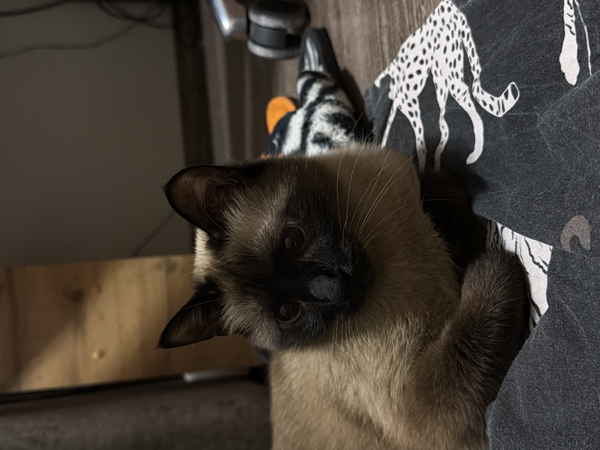 A close-up shot depicts a Siamese cat lying on patterned fabric. The fabric has images of white cheetahs with black spots on a dark gray background. A striped sock is partially visible near the cat's head. The cat has dark brown fur on its face, ears, and paws, and lighter brown fur on its body. The background includes a wooden surface and office chair. The location is unknown and there is nothing to connect it to the city of Izhevsk, Russia.