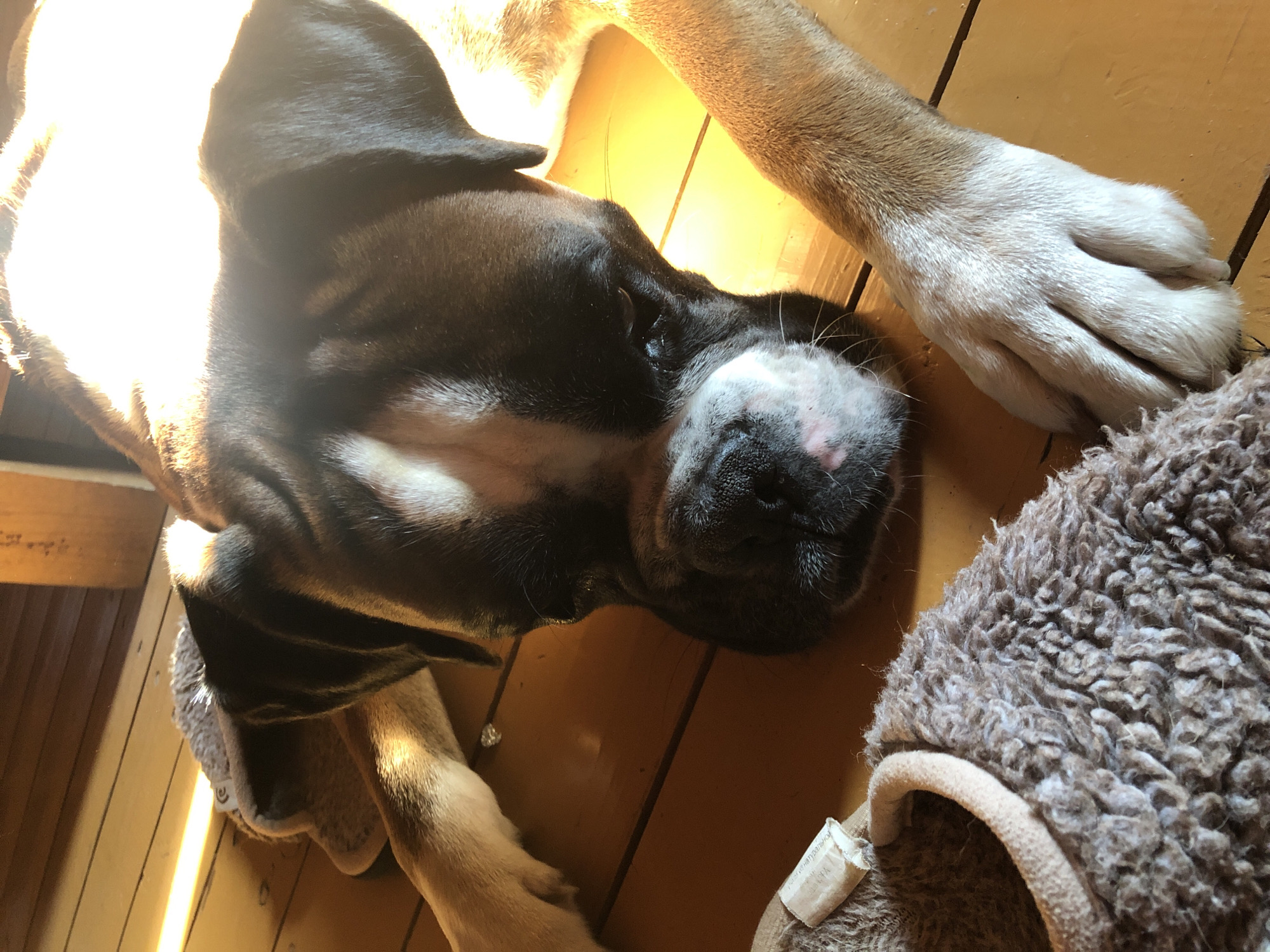 A boxer dog lies on a wooden floor, its head resting on a brown fuzzy blanket. The dog's fur is black and tan, with a white marking on its forehead. Sunlight streams in from the side, illuminating the dog and creating a bright yellow glow on the floor. The dog's paws are visible, one resting on the blanket and the other extended. The scene appears to be indoors, possibly in a home. There is no indication of the specific location within Романово, Russia.