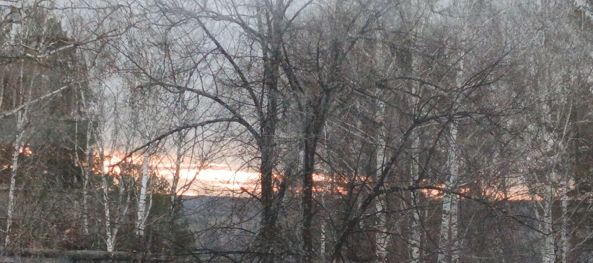 The image depicts a wintry, landscape scene at sunrise, possibly near or within Chaikovsky, Russia. A dense thicket of bare trees dominates the foreground, their leafless branches creating a complex network against the sky. The trees appear to be a mix of deciduous types, some likely birch due to the white bark visible. Through the gaps in the trees, a low-lying area with distant hills is visible, silhouetted against a dawn sky. The light orange glow indicates sunrise. The scene appears desolate.