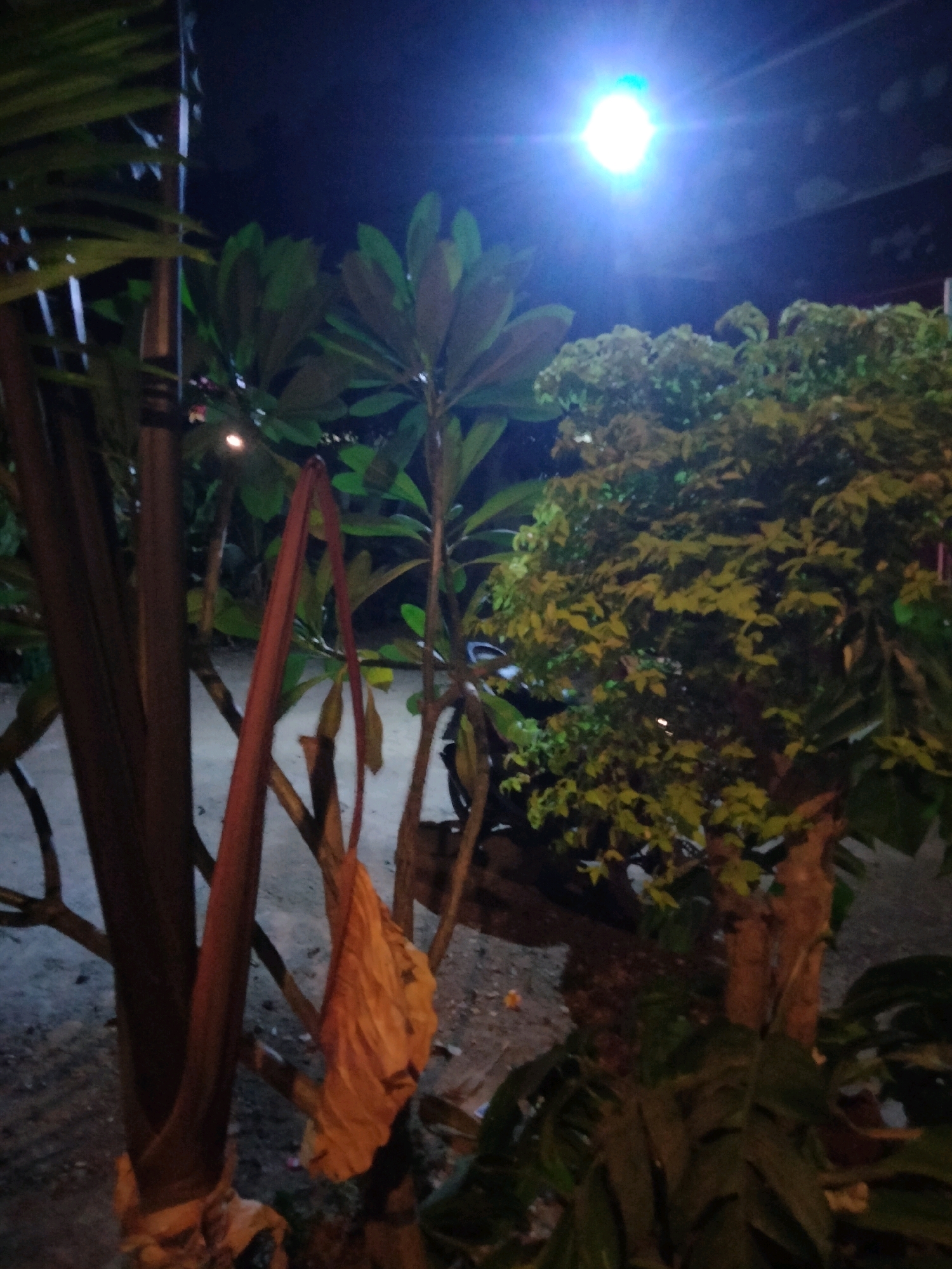 This is a nighttime, medium-shot, eye-level, horizontal photograph taken outdoors in Suka Sari, Indonesia. A bright white LED floodlight illuminates the scene from the upper left quadrant of the sky, casting a blueish hue and creating lens flare. The foreground is dominated by dark green foliage and the base of a thick, dark brown plant stalk on the left. A thin, reddish-brown, dried stalk hangs diagonally from the upper left to the center of the frame. Behind this, several other leafy green plants are visible. To the right, a large tree with a rough, brown trunk and dense green foliage occupies the mid-ground and extends into the background. The ground appears to be a mixture of dirt and gravel. In the background, a dark silhouette of what could be a motorcycle or scooter is partially visible behind some plants. The overall impression is of a dimly lit, tropical outdoor space at night.