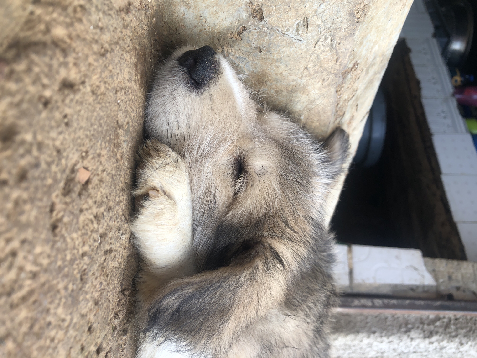 A close-up, eye-level shot shows a light brown and grey puppy sleeping on a rough, sandy surface. The puppy's eyes are closed, and its nose is a dark black. The fur on its face is lighter brown and white, with darker grey and brown markings on its ears and the back of its head. The puppy is curled up, with its paws tucked underneath its head. In the background, a large, rough-textured, light brown object occupies the left side of the frame, possibly a rock or concrete structure. Beyond this, the background is blurred, showing dark shadows and hints of what appear to be utilitarian structures with some scattered items, possibly in an outdoor, possibly urban or semi-urban setting. There are no people visible in the image. The environment appears to be outdoors, with natural light suggesting daytime.
