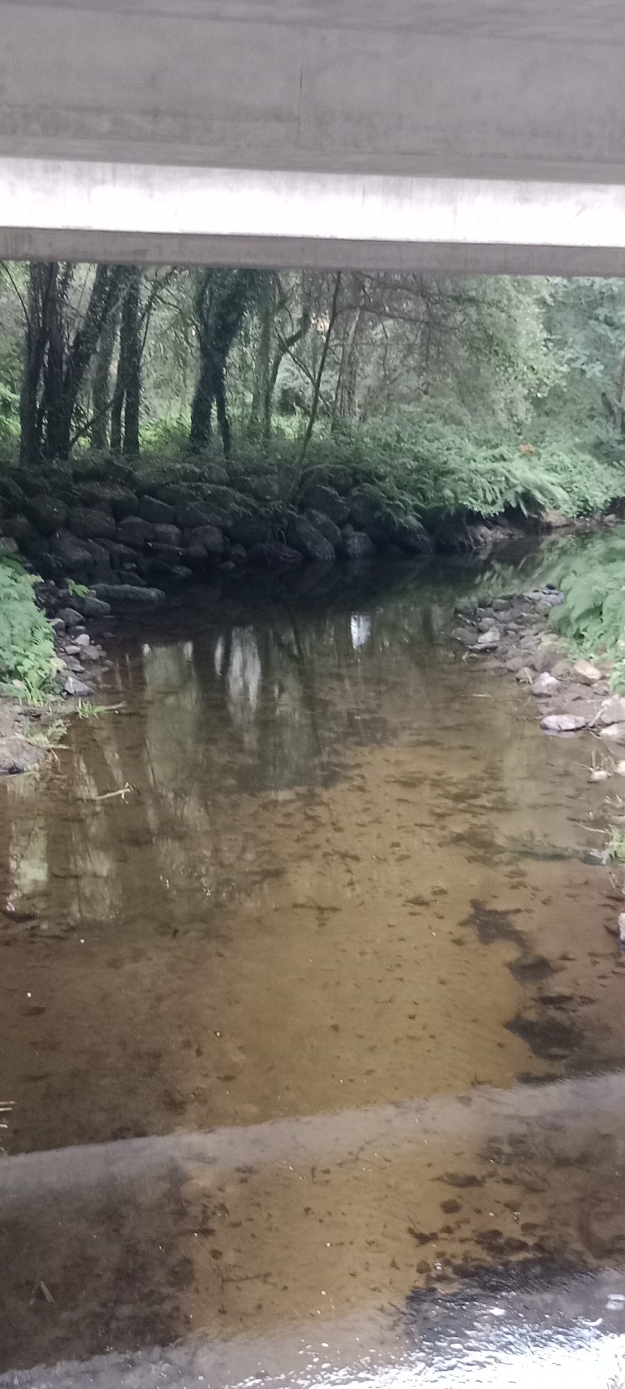The image shows a shallow, clear stream flowing under a concrete bridge. The stream bed is sandy and visible through the water. The banks of the stream are lined with rocks and lush green vegetation, including ferns and trees. The trees are densely packed, creating a shaded environment. The reflection of the trees and the sky is visible on the surface of the water. The scene appears to be in a natural, undeveloped area. The location is identified as O Corgo, Spain. There are no people or animals visible in the image.