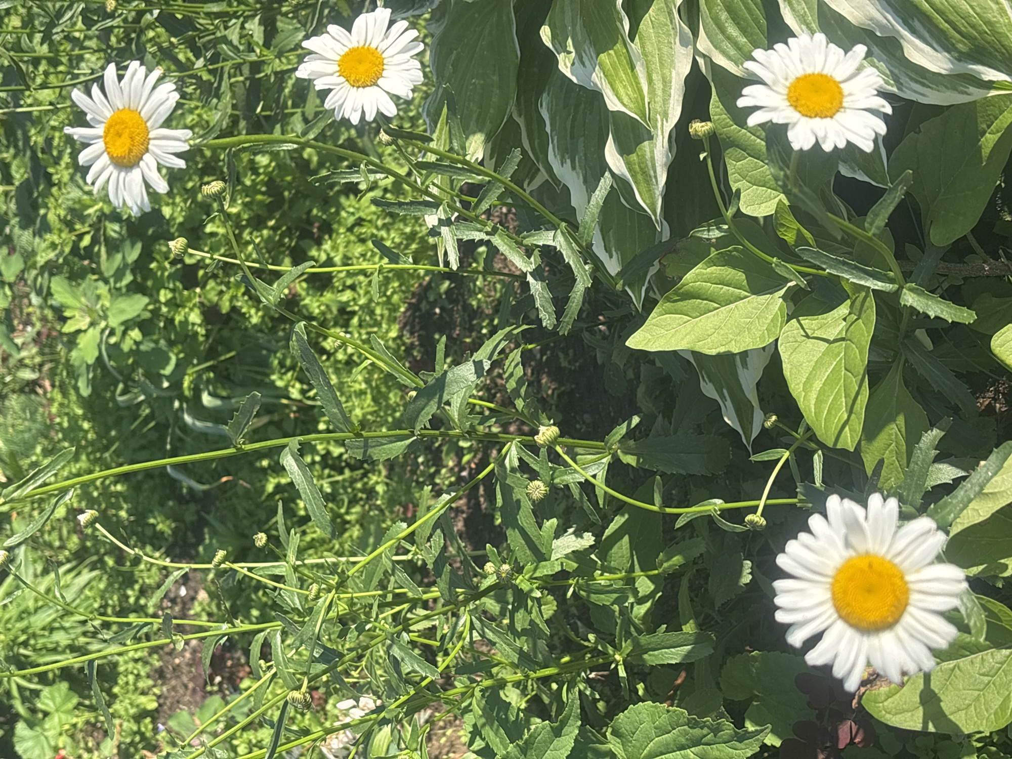 This media file captures a close-up view of several daisies in a garden setting. The main subjects are three white daisies with bright yellow centers, each with numerous petals. The flowers are blooming amidst a dense green foliage, with some leaves appearing larger and variegated in shades of green and white, suggesting the presence of hostas or similar plants. The foreground and midground are filled with the delicate stems and leaves of the daisies and other greenery, some of which are thin and spiky, while others are broader and flatter. Several small, green buds are also visible on the stems of the daisies, indicating that the plants are in various stages of blooming.
The scene appears to be outdoors, bathed in natural sunlight, suggesting it is daytime. The lighting creates distinct shadows on some of the leaves, indicating a bright and sunny day. There are no people or animals visible in the image. The overall impression is one of a lush, vibrant garden. The location context provided is Noviy, Russia, which might suggest a temperate climate suitable for these types of flowers. There is no visible text in the image. The focus is entirely on the natural beauty of the flowers and the surrounding plant life.