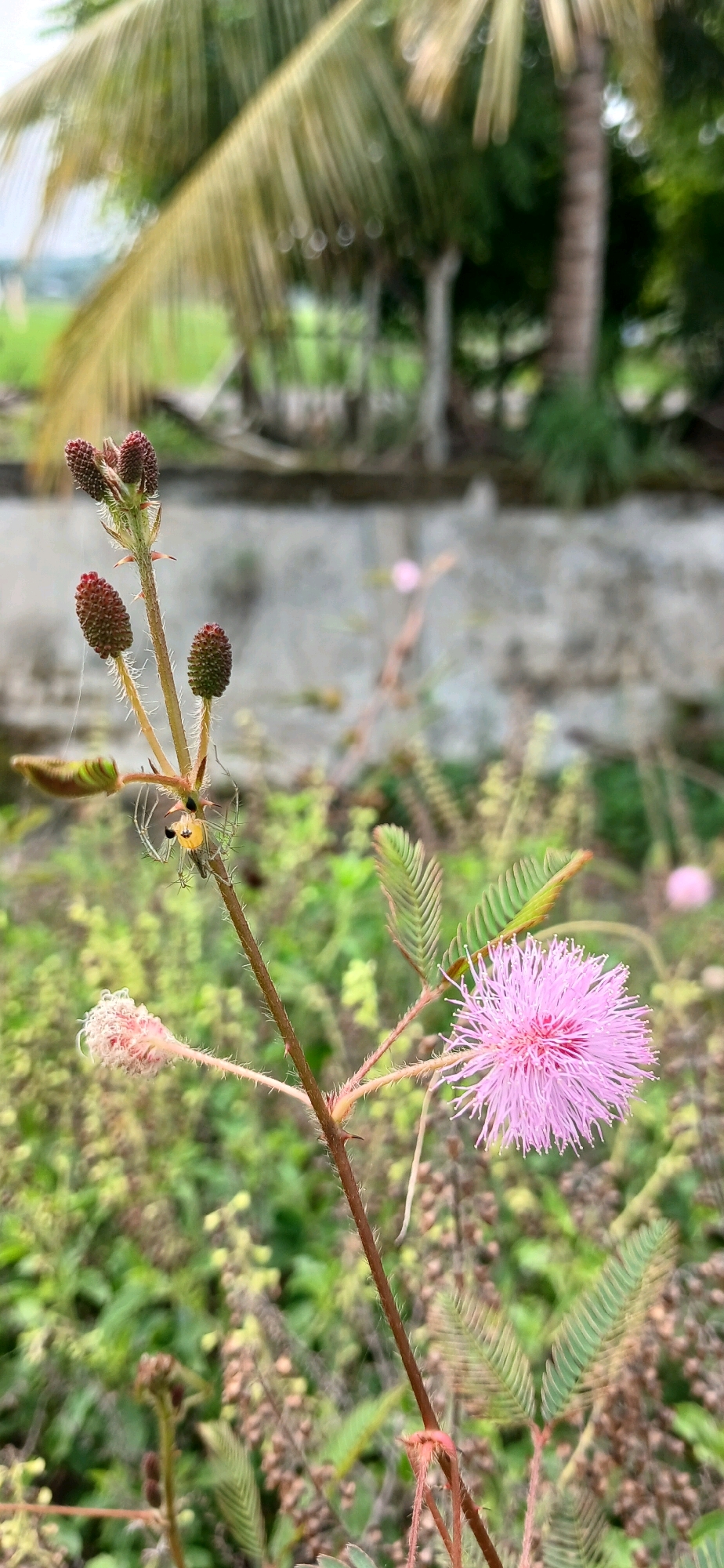 In Alue Barat, Indonesia, a close-up, vertical shot captures a Mimosa pudica plant. A small, yellow and black spider is positioned on the plant's stem. The plant features several developing seed pods and one fully bloomed pink flower with fine, thread-like petals. Delicate spiderwebs are visible, adding to the natural scene. The background is softly blurred, showing greenery and a concrete wall, suggesting an outdoor, possibly rural setting. The lighting is natural, highlighting the textures of the plant and the spider.