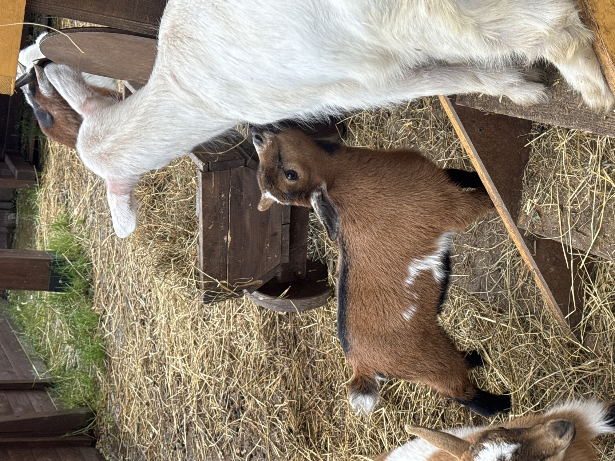 The image shows two goats in an outdoor enclosure. The ground is covered in hay. One goat is primarily white, while the other is brown with black legs and white markings. The brown goat is standing near a wooden structure, possibly a feeder. There are wooden boards and a fence visible, creating the perimeter of the enclosure. The location is unknown.