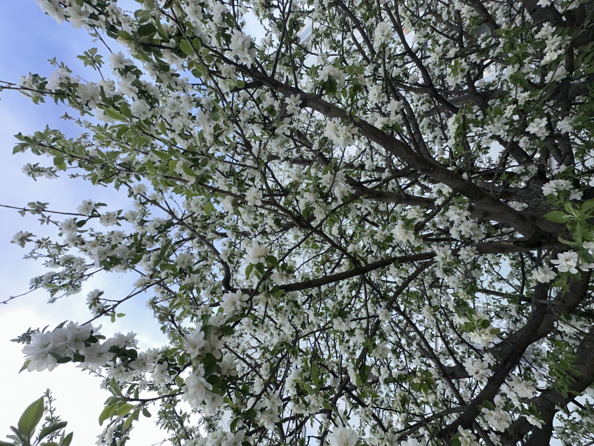 The image depicts a flowering tree, possibly an apple or cherry tree, with white blossoms densely covering its branches. The branches are dark and textured, reaching out in all directions. Some green leaves are visible amidst the flowers. The background is a light blue sky with some white cloud cover. The location is likely in a park or residential area in the city of Chaikovsky, Russia, given the query context. There are no people visible in the frame. The focus is on the natural beauty of the flowering tree.