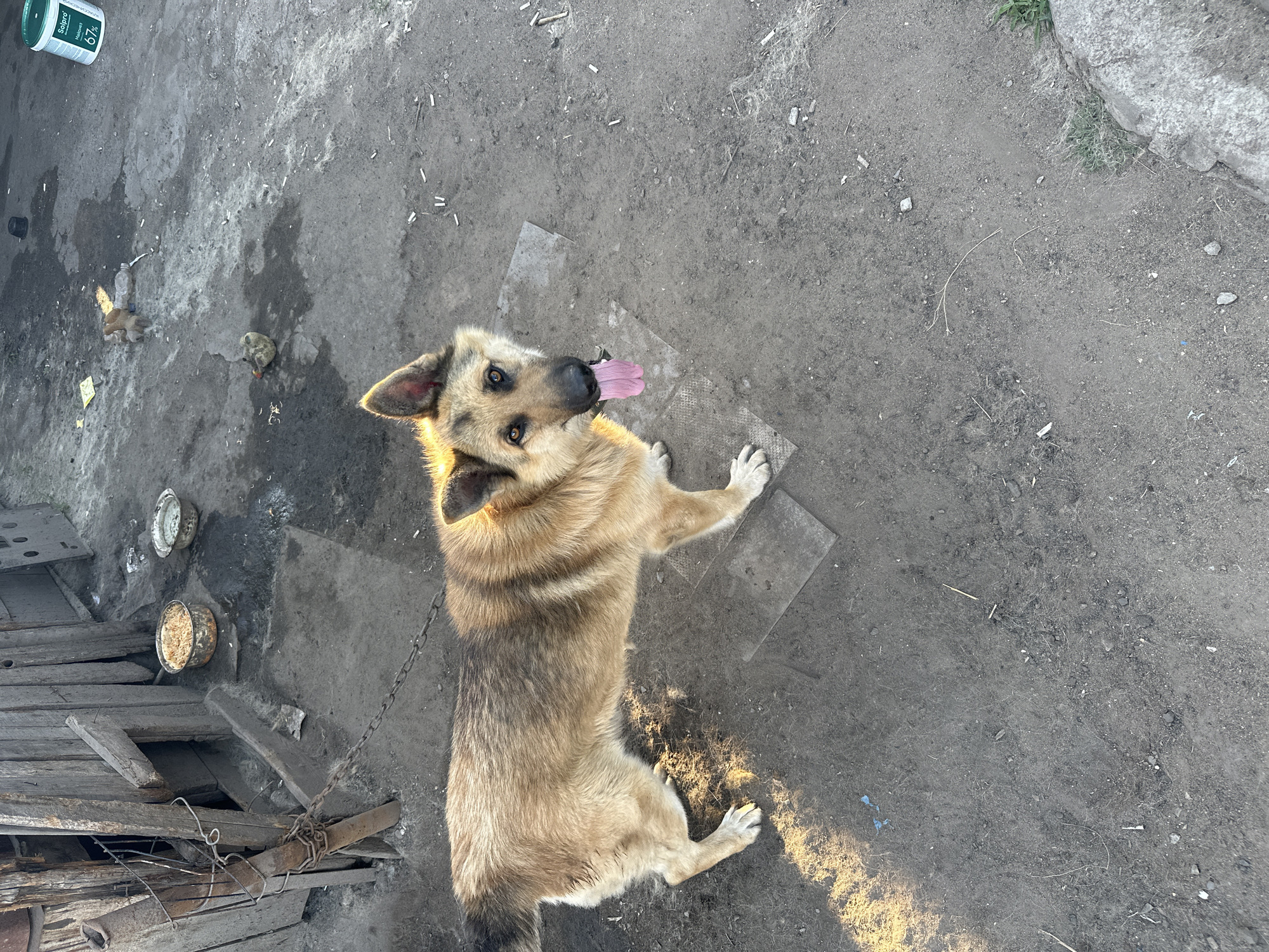 A medium shot captures a light brown and black dog on a dirt ground. The dog is panting with its tongue out and looking up towards the camera. The animal is tethered by a chain to a metal pipe. To the left of the dog, there are some wooden planks and two metal bowls, one with what appears to be food. In the background, to the left, a white plastic container with "Solpro 67%" printed on it is visible. The ground is uneven and dusty, with scattered debris. The lighting suggests it is either early morning or late afternoon, with sunlight casting shadows on the ground. The overall scene appears to be an outdoor, rustic setting, possibly a yard or enclosure. The dog's expression is one of anticipation or perhaps mild curiosity. There are no people in the frame.