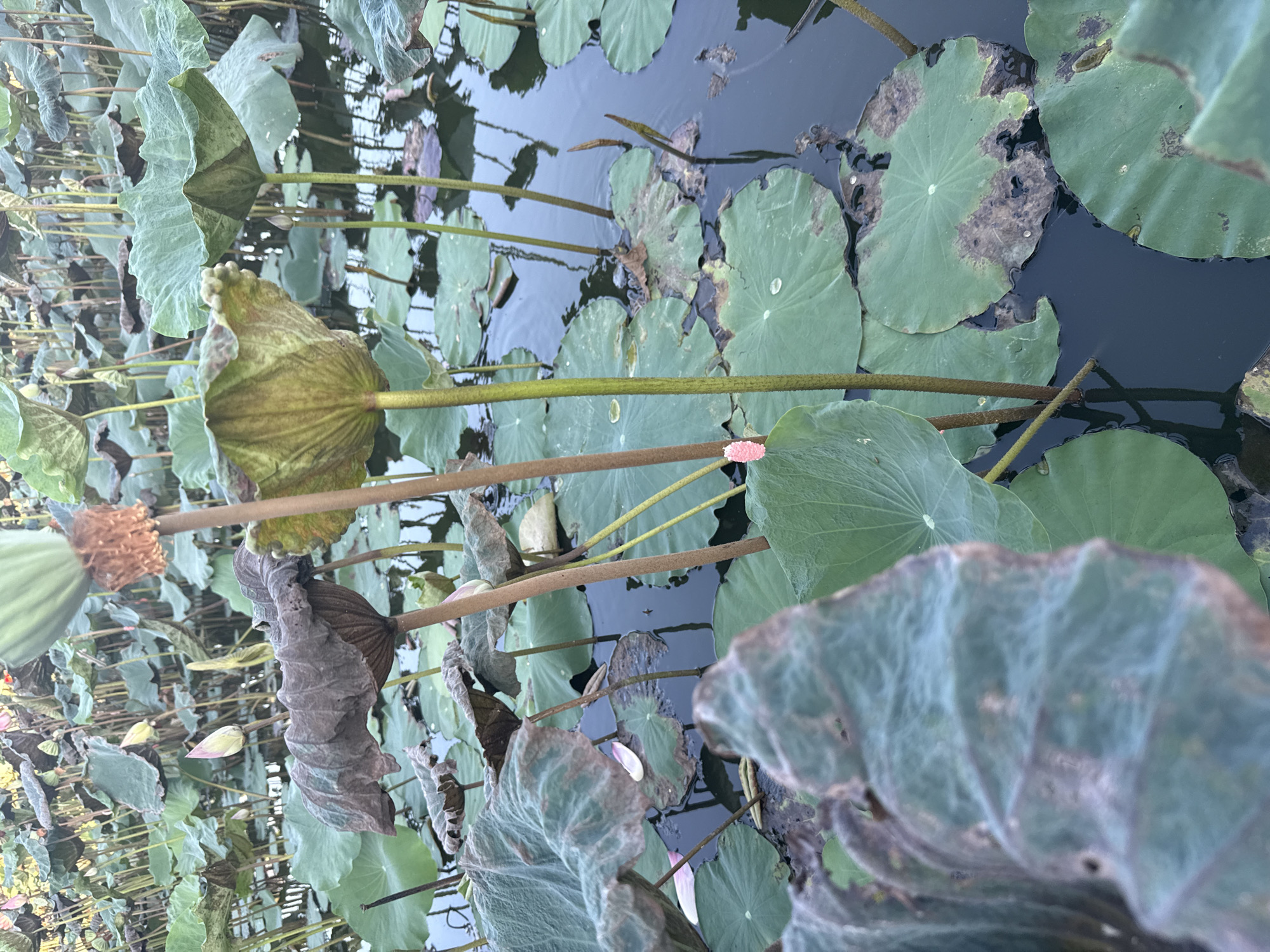 A close-up, slightly angled shot shows a dense cluster of lotus plants in a pond, likely in Nam Nha Trang Ward, Vietnam. The water is dark and reflects the surrounding foliage. Large, round lotus leaves, some of which appear to be browning and decaying around the edges, float on the surface. Thick, brown stems rise from the water, supporting the leaves and some budding lotus flowers. One small, pink lotus bud is visible in the center of the frame. Another bud, partially unfurled and pale pink, is prominent on the left side. The scene is dominated by the green and brown hues of the lotus plants, with the dark water providing a stark contrast. There are no people or animals visible in the image.