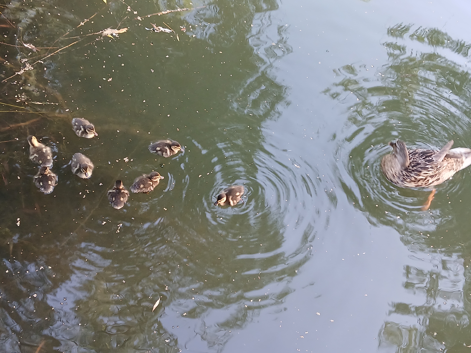 The image shows a body of water, likely a pond or lake, with several ducklings and an adult duck swimming. The water is dark green with reflections of trees and sky on its surface. There are also small white specks on the water, possibly foam or pollen. In the foreground, on the left side of the image, are several small ducklings clustered together. Further to the right, another duckling is swimming alone, creating ripples in the water. On the far right, an adult duck is visible, its head turned away from the camera, also creating ripples. The scene appears to be a naturalistic environment, suggesting it could be a park or a wild area. There is no indication of the city of Cherkessk, Russia, or any specific location within it.