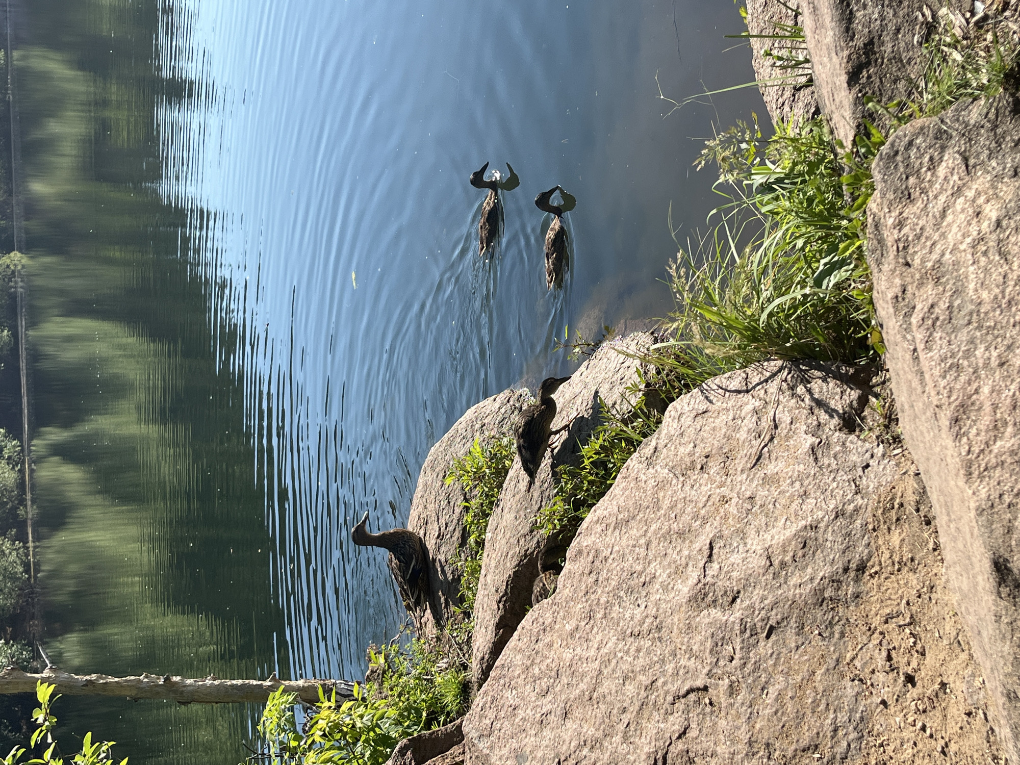 An adult duck and three ducklings are on the rocky shore of a body of water. The adult duck is perched on a large rock, facing to the right. Two ducklings are nestled in the crevice between rocks in the foreground, and another duckling is walking on the shore to the right of the adult. Two adult ducks are swimming in the water, with their reflections visible below them. The water is calm and reflects the trees on the opposite shore. The scene is illuminated by bright sunlight.