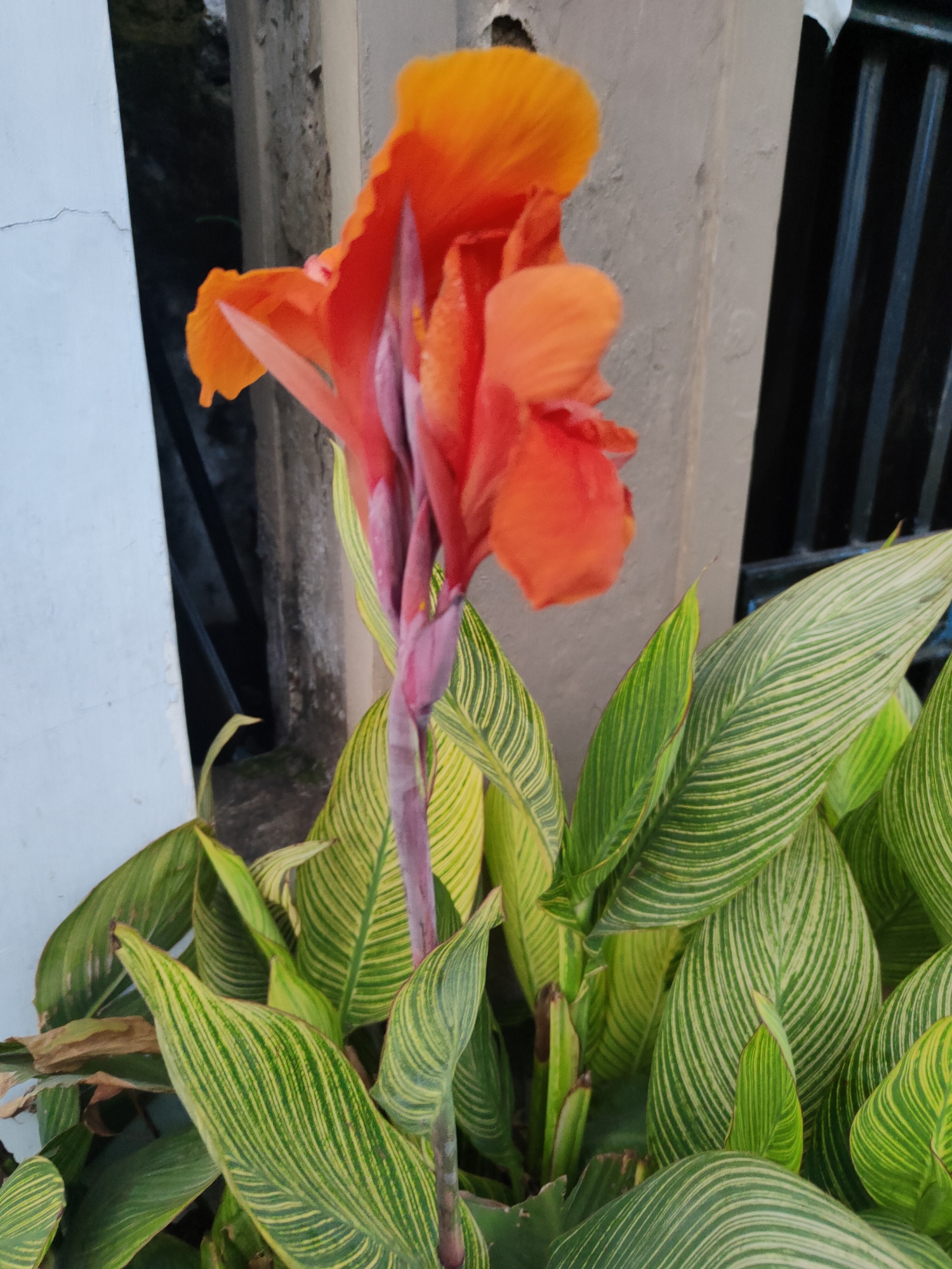 The image depicts a close-up of an orange canna lily flower with prominent green and yellow striped leaves. The flower is in focus, with its vibrant petals unfurling upwards. The leaves are lush and appear to be in a natural, outdoor setting. The background is slightly blurred, showing a textured wall and a dark, possibly grilled, structure. The overall impression is one of a thriving plant in a possibly urban or suburban environment. The location information provided (Kidul Dalem, Indonesia) is noted, but not directly verifiable from the visual content of the image itself. There are no people or animals visible in the image, and no specific actions or interactions are taking place.