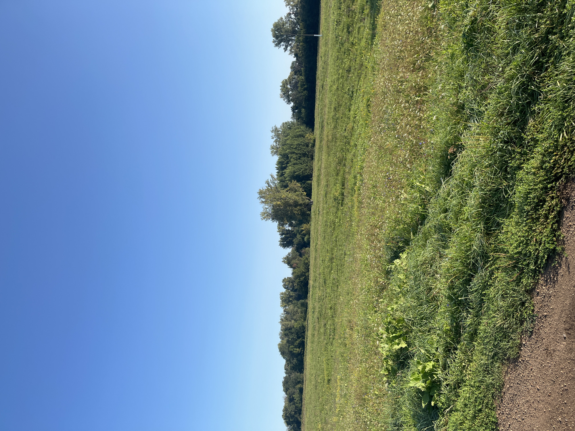 A wide, sun-drenched field stretches across the frame under a clear, bright blue sky. The foreground is dominated by a dirt path on the lower left, bordered by lush, green grass and some low-lying plants. The field is predominantly covered in tall, wild grasses, interspersed with a scattering of small wildflowers in shades of white and purple, giving it a slightly unkempt, natural appearance. In the middle ground, a dense line of trees forms a natural border, with a variety of green foliage, suggesting a mix of deciduous and coniferous trees. One solitary, taller tree stands out slightly from the line, its leaves appearing lighter green and possibly showing signs of autumn color. Further to the right, a thin, white pole, possibly a marker or a small utility pole, is visible against the treeline. The overall scene depicts a rural or park-like setting, likely on the outskirts of a city, bathed in the warm light of a clear day. The location is identified as Blagoveshchensk, Russia.