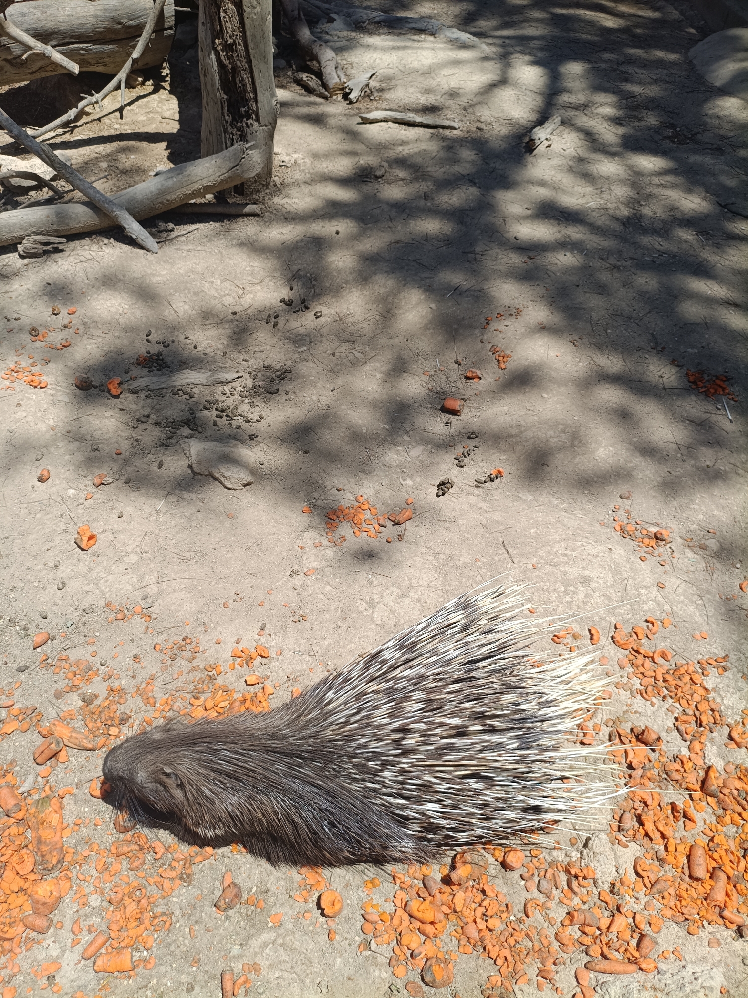 A porcupine is shown in the foreground of this image, lying on the ground amidst scattered pieces of what appear to be carrots. The porcupine's quills are prominent, with a mix of dark and white coloration. The ground is dusty and dry, with some tree branches and shadows visible in the background, suggesting an outdoor environment. There are no people or buildings visible in the image. The scene does not provide any information about the city of Penáguila, Spain.