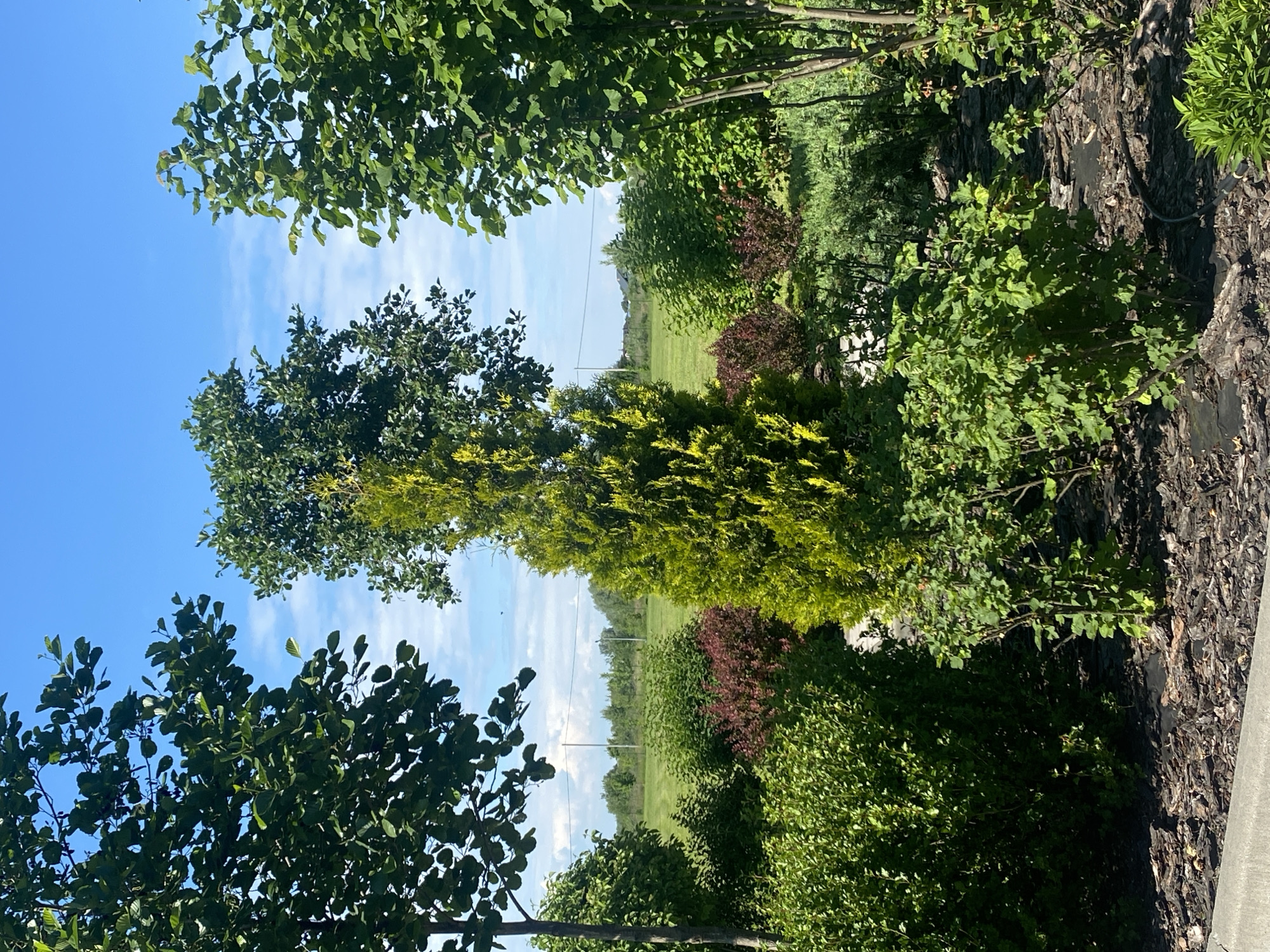 The image depicts an outdoor garden scene with lush greenery under a bright blue sky with scattered white clouds. In the foreground, various shrubs and bushes are visible, some with dark red foliage and others with vibrant green leaves. A tall, conical evergreen tree, likely a thuja, stands prominently in the center. To the left, a tree with broad leaves partially obstructs the view. To the right, another tree with slender branches and dense green foliage is seen. In the background, a neatly mowed green field extends towards a line of trees and a distant horizon. The ground in the garden area is covered with dark mulch. The location is identified as Rozhny, Ukraine. No people are present in the image.