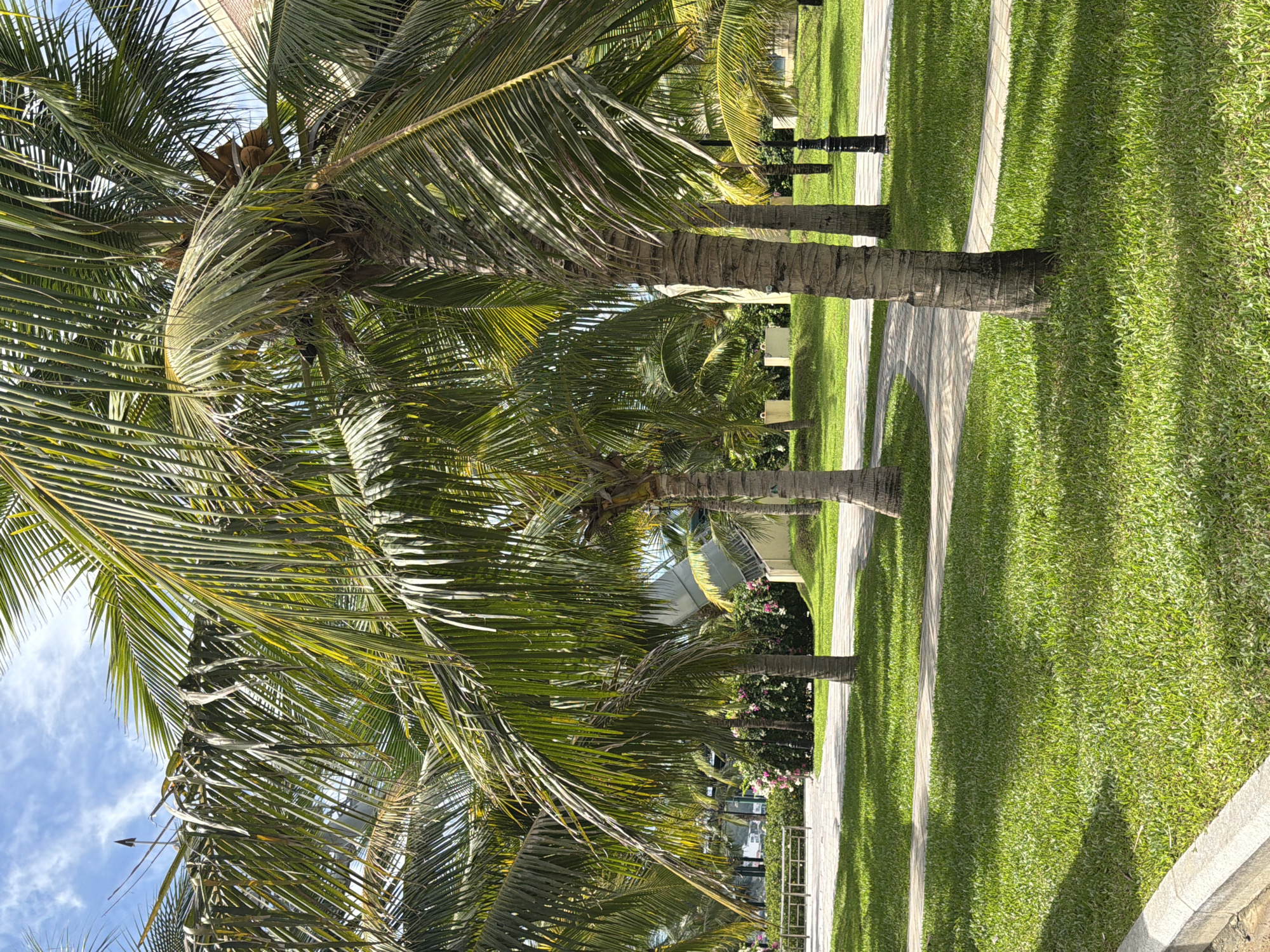 The image depicts a sunlit park with several mature palm trees and a neatly manicured lawn. A paved pathway winds through the park. In the background, there are glimpses of buildings, including what appears to be a hotel or resort structure with an arched entrance. There are no people visible in the scene. The overall impression is that of a tropical, well-maintained public or resort space. This scene is consistent with the general appearance of areas around hotels and resorts in the coastal city of Nha Trang, Vietnam, known for its palm-lined beaches and lush green spaces.