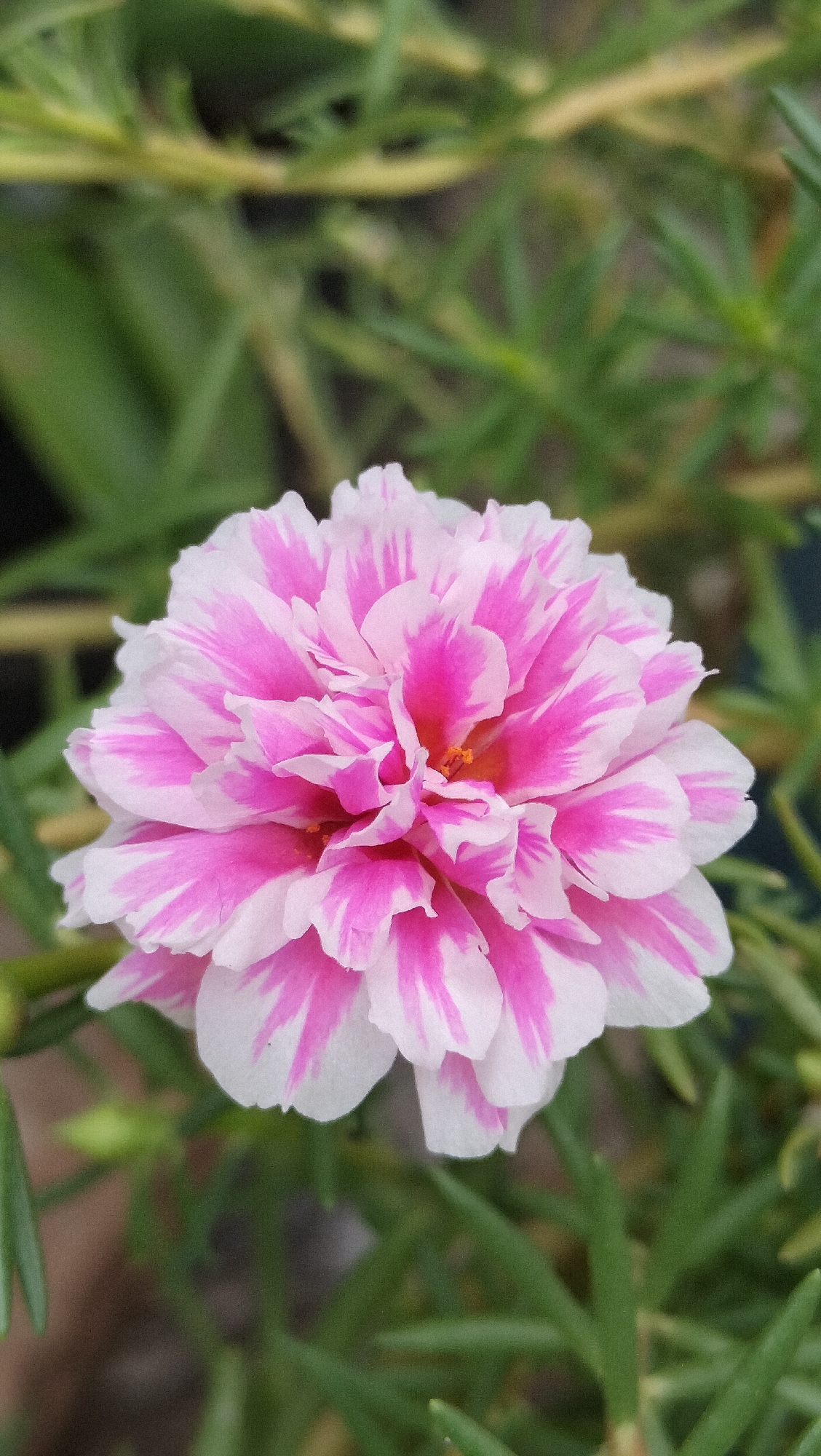 A close-up shot showcases a vibrant pink and white striped Portulaca grandiflora flower in full bloom, set against a softly blurred background of green foliage. The flower, positioned centrally, exhibits multiple layers of delicate, ruffled petals, with streaks of bright fuchsia against a crisp white. The center of the flower reveals a hint of yellow stamens. The surrounding greenery, also out of focus, suggests a garden or natural outdoor setting. The lighting appears to be natural daylight, casting a gentle illumination on the flower. There is no indication of any specific location in Lhokseumawe, Indonesia, or any human presence.
