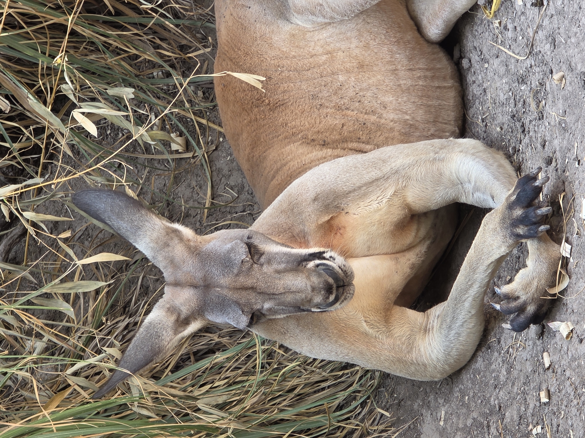 A kangaroo lies recumbent on the ground, its body positioned diagonally in the frame. The kangaroo's head is to the left, with closed eyes and prominent ears. Its forelimbs are crossed, resting near its torso. The kangaroo's fur is light brown, with darker shading around the face and on the paws. Patches of dried grass and other vegetation surround the kangaroo, and a dirt path is visible. The scene appears to be set in a zoo, park or recreational space, but does not appear to be located in the city of Heroica Puebla de Zaragoza, Mexico.