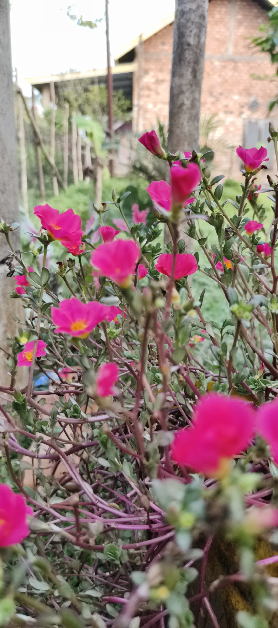 This image depicts a close-up view of vibrant pink moss rose flowers in bloom, with their petals unfurling to reveal yellow centers. The flowers are densely clustered, with their stems and small green leaves forming a lush foreground. The background is softly blurred, showing a hint of a brick building and trees, suggesting an outdoor setting. The overall impression is one of natural beauty and abundant growth, likely in a garden or a similar natural environment within the city of Baru, Indonesia. The image is shot with a shallow depth of field, drawing the viewer's attention to the intricate details of the flowers.