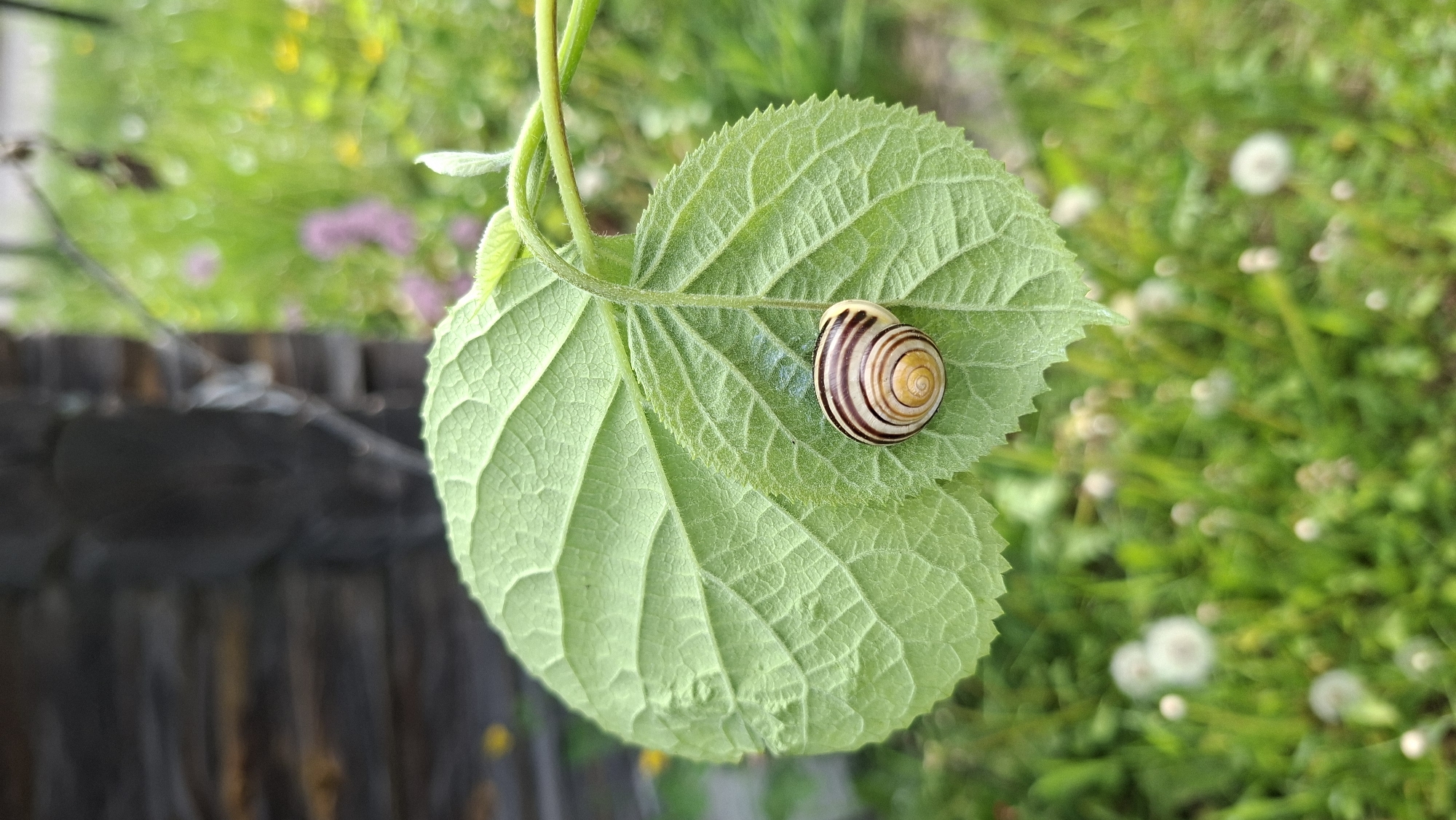 In Сваткаўскі сельскі Савет, Belarus, a snail with a striped shell rests on a vibrant green leaf. The leaf's surface displays intricate vein patterns. The background shows a blurry scene of green vegetation interspersed with white and pink blossoms. A blurred wooden structure is present on the left edge of the frame.