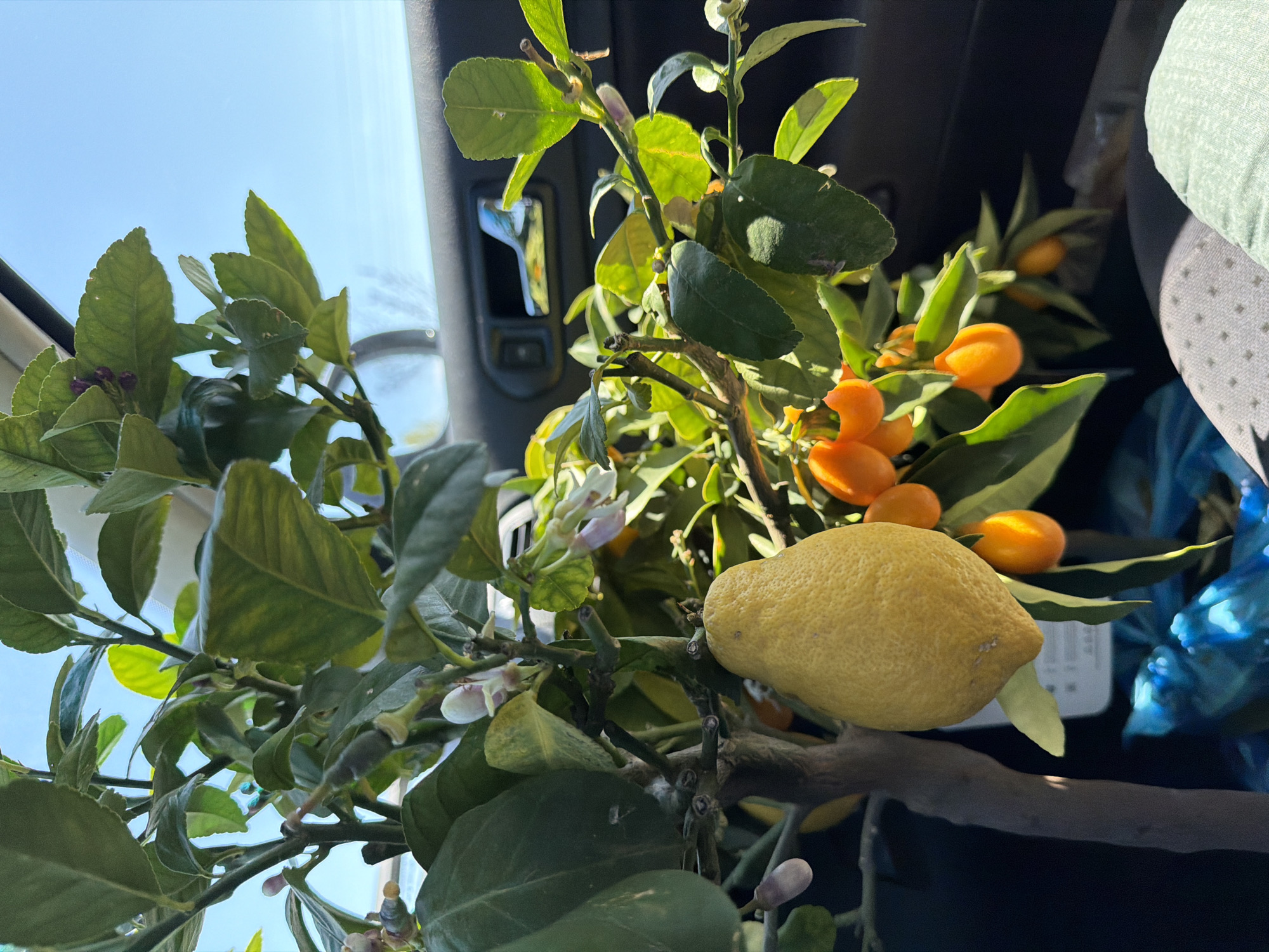 The image shows a citrus tree branch loaded with fruit inside a vehicle, possibly a car. A large, yellow lemon is prominent in the foreground, alongside numerous smaller, orange kumquats. The branch also exhibits green leaves and small white flowers. The background includes the vehicle's interior: a dark headliner, a rear air vent, and a light-colored seat. Outside the vehicle's window, a blue sky is visible. There are no people visible in the image. The location, Graf Ignatievo, Bulgaria, cannot be confirmed from the visual information.