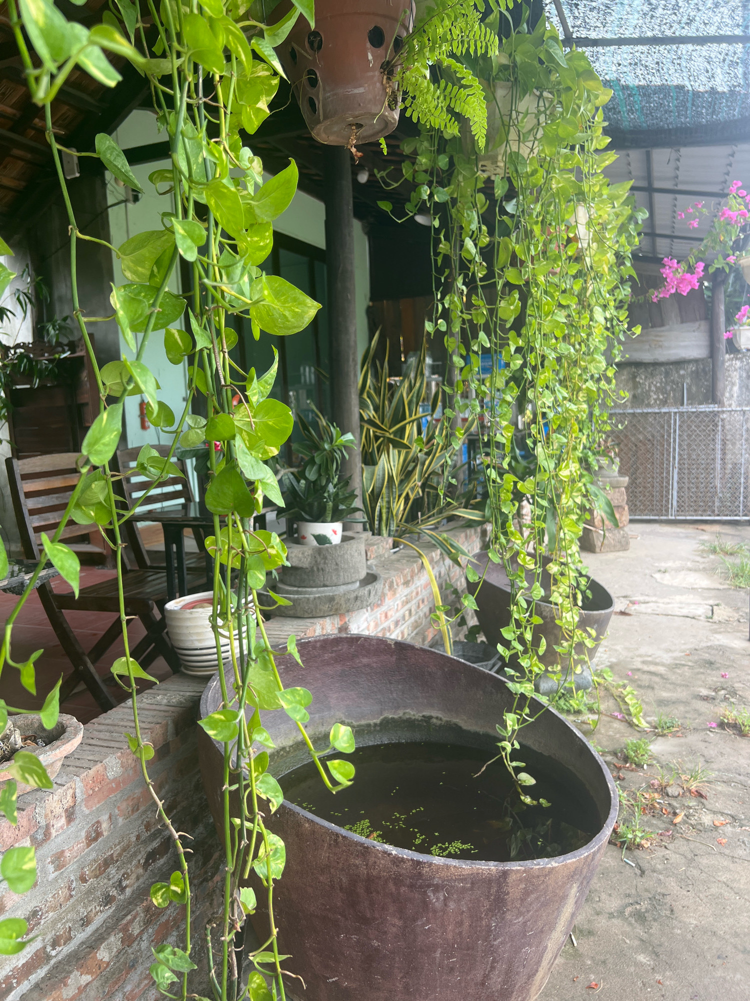 The image depicts a serene courtyard scene in Hoi An, Vietnam, characterized by lush greenery and traditional architectural elements. A large, weathered, dark brown pot filled with dark water, possibly a small pond or water feature, dominates the foreground. Delicate green vines, some with variegated leaves, cascade from above, partially obscuring the pot. The background reveals a covered patio area with wooden chairs and a table, suggesting a relaxed outdoor living space. The walls are constructed of brick, and glimpses of traditional Vietnamese roofing and a white metal fence add to the sense of place. A few delicate pink flowers are visible in the upper right, providing a pop of color against the verdant backdrop. The overall atmosphere is one of tranquility and natural beauty, common in the charming ancient town.