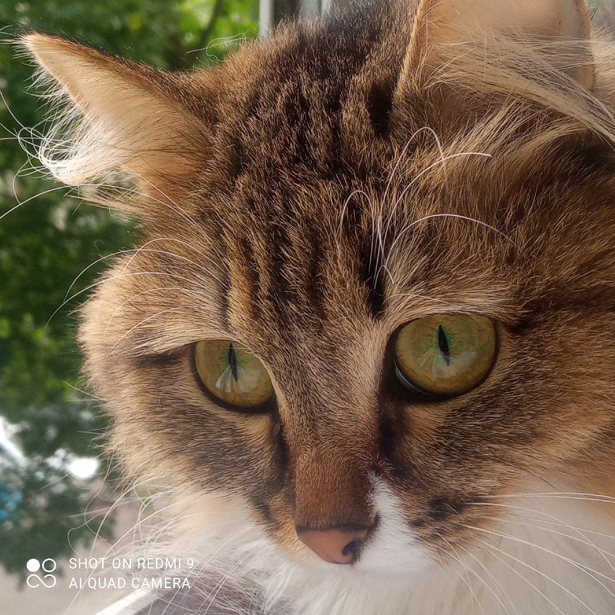 A close-up, portrait-style photograph shows a long-haired cat. The cat has brown and tan fur with dark stripes and lighter patches on its face and neck. Its eyes are a vibrant green-gold color, focused in the same direction. The cat's nose is pink. The background is blurred, showing green foliage, indicating an outdoor setting. The image contains the camera metadata in the lower left corner, "SHOT ON REDMI 9 AI QUAD CAMERA". No specific location details or human presence are evident. The picture appears to be taken near a window overlooking green trees. There is no way to determine if this image was taken in Chaikovsky, Russia from visual cues alone.