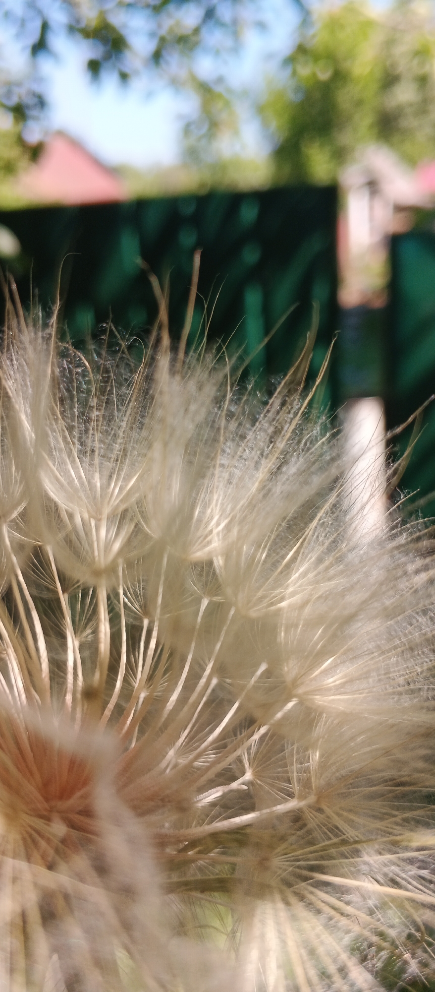 The image is a close-up, macro photograph of a dried dandelion seed head, commonly known as a seed puff. The delicate, feathery pappus of the seeds is prominently featured, with many individual seeds poised for dispersal. The background is heavily blurred, suggesting a shallow depth of field. Hints of a green fence, trees, and a red-tiled roof can be discerned in the out-of-focus distance, implying an outdoor setting, possibly in a garden or park. The lighting suggests it is daytime, with natural light illuminating the subject. There are no people or animals visible in the image. The context of Smila, Ukraine, is not directly evident from the visual information within the photograph itself.