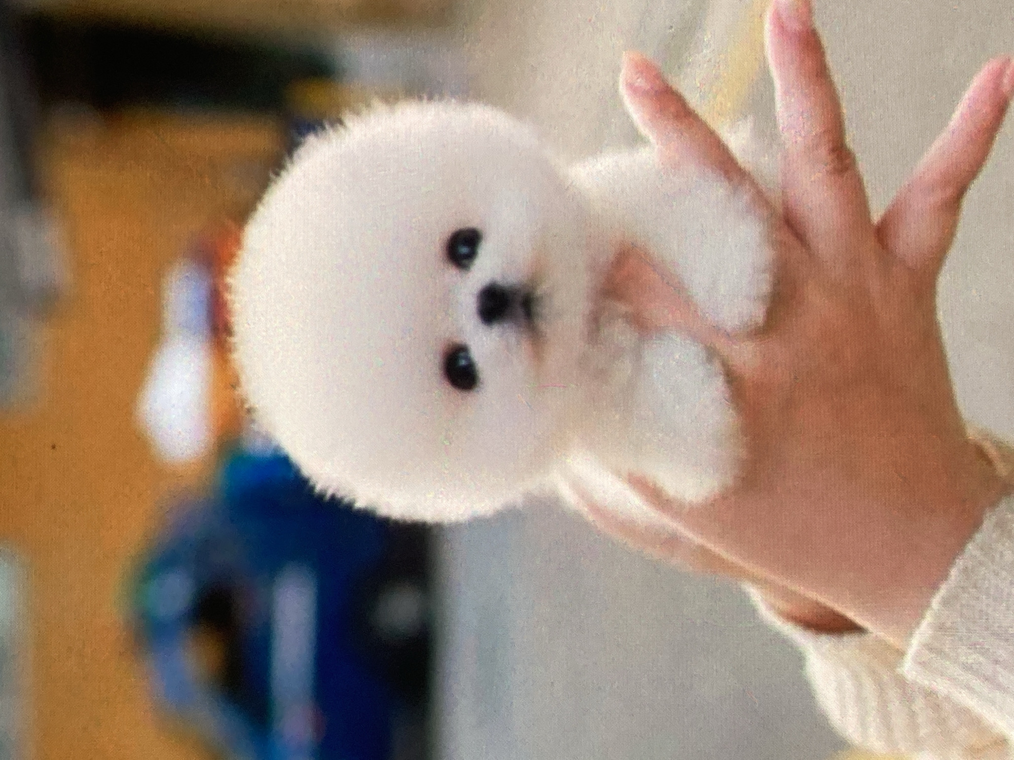 In the city of Ustyvytsia, Ukraine, a very fluffy, white Pomeranian puppy is held in a person's hands. The puppy's face is round with dark, beady eyes and a small black nose. Its fur is predominantly white, creating a soft, cloud-like appearance. The puppy's paws are visible, resting on the person's fingers. The person's hands and part of their arm, which is clad in a cream-colored sweater, are supporting the puppy. The background is blurred, showing a hint of a blue car and orange and gray urban textures, suggesting an outdoor setting.
