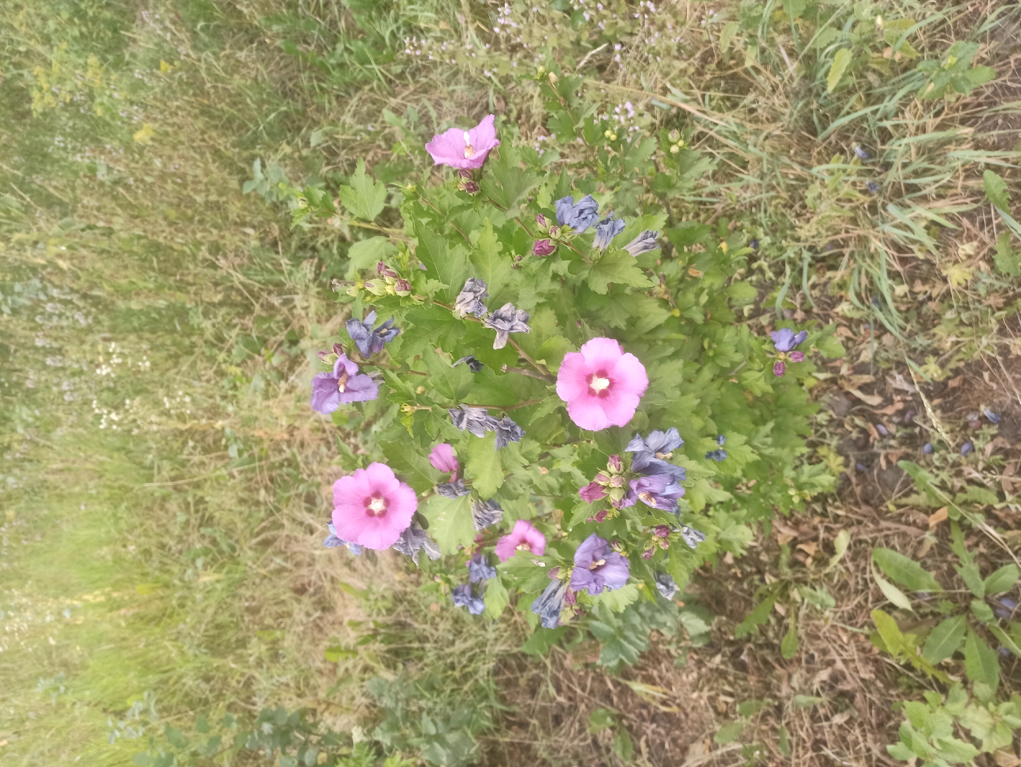 This is a close-up, elevated shot of a flowering bush in an outdoor, naturalistic setting. The bush has green foliage and is adorned with several blooms, some a vibrant pink and others a muted purple. Some of the purple flowers appear to be wilting or dried. The bush is situated on the ground, which is covered in dry grass, scattered leaves, and some green weeds. The background consists of more of the same grassy and weedy vegetation, creating a somewhat unkempt and natural environment. There are no people or man-made structures visible in the image. The lighting suggests it is daytime, possibly overcast or late afternoon, as there are no harsh shadows.