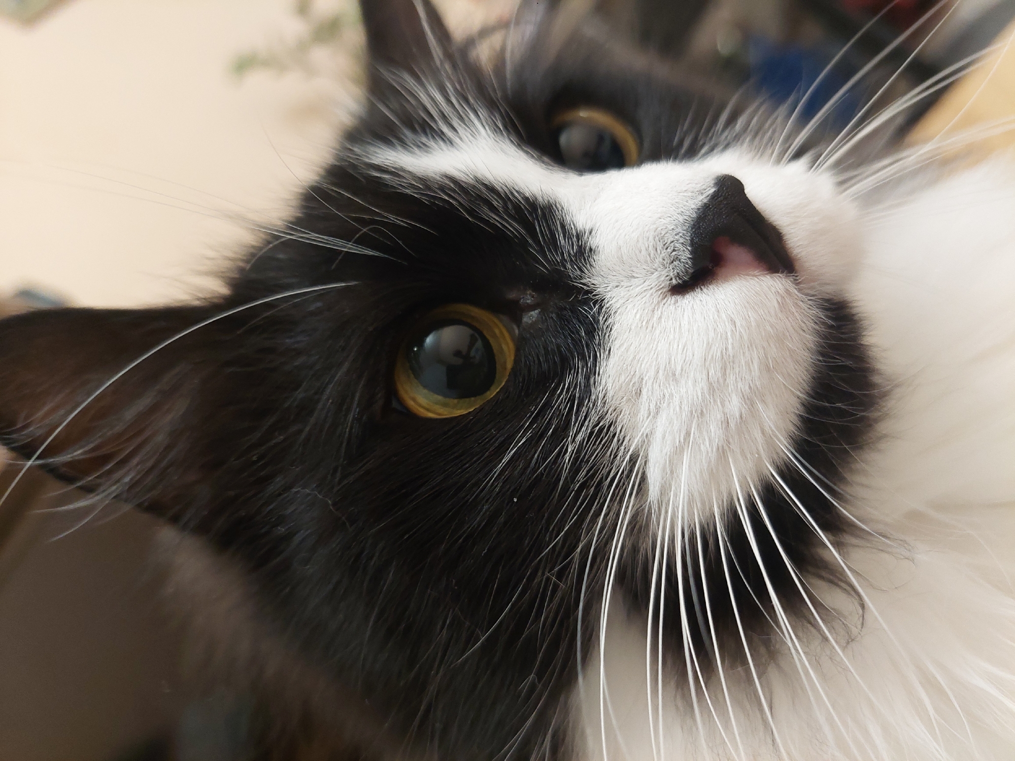 This close-up portrait features a black and white domestic cat, often referred to as a tuxedo cat due to its distinct markings. The cat's face is centered in the frame, angled upwards and to the right, with a striking focus on its facial features. It possesses prominent, bright golden-amber eyes with large, black pupils that reflect light sources.
The cat's fur is long and appears dense, with a clear distinction between its dark black patches around the eyes and ears, and the contrasting white fur covering its muzzle, chin, and chest area. A black nose with a visible hint of pink inside its left nostril is centrally positioned. Numerous long, stiff white whiskers extend outwards from its muzzle, adding to the detailed texture of its face.
The background is heavily blurred, creating a shallow depth of field that isolates the cat. Vague, light beige tones are visible behind its left ear and upper left side, while darker, indistinct shapes are present on the right side of the frame. The cat's expression is one of curiosity and attentiveness, as it appears to be gazing upwards. There is no specific activity depicted beyond the cat's focused stare. No text is visible in the image. The time of day and specific location cues are not discernible from the image content, though it appears to be an indoor setting with good lighting.