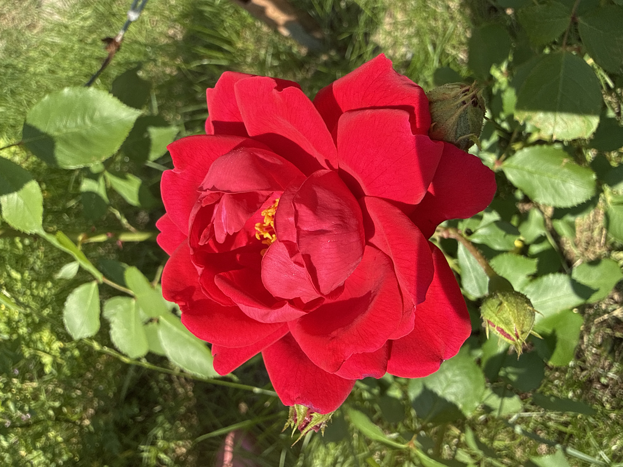A close-up, overhead shot showcases a vibrant red rose in full bloom. The rose is the central focus, with its velvety petals unfurling to reveal a cluster of yellow stamens at its heart. The rose is surrounded by lush green foliage, including leaves and stems, with two rosebuds visible in the lower portion of the frame. The background consists of blurred green grass and sunlight filtering through the leaves, creating dappled shadows. There is no indication of human presence or activity in the image, nor any specific landmarks that would pinpoint its location within Votkinsk, Russia.