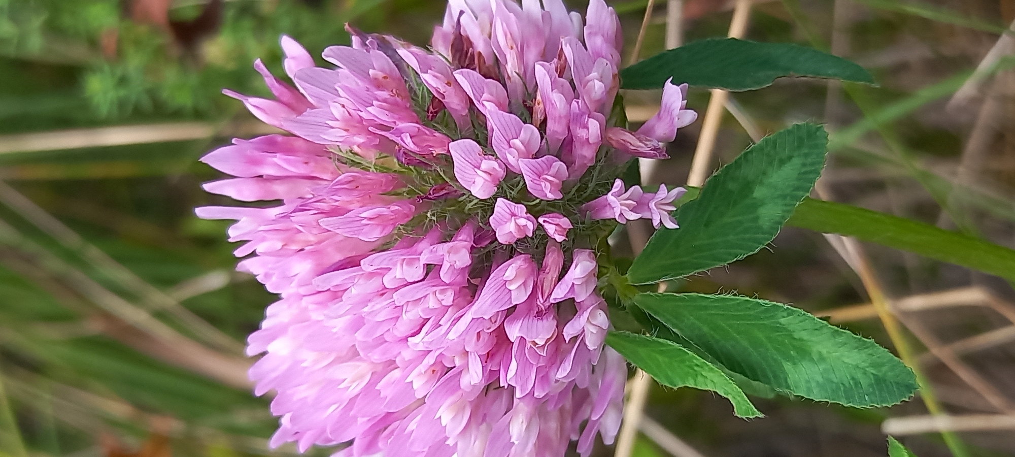 The image is a close-up, vertically oriented shot of a pink clover flower. The flower head is spherical and composed of many small, tubular petals, with some individual petals visible at the edges. The color of the flower ranges from a pale pink to a deeper magenta. Below the flower head are several green clover leaves. The stem of the plant is green and visible at the bottom center. The background is blurred, showing elements of greenery and dry grass or reeds, suggesting an outdoor, natural environment. There are no people or animals in the image, and no man-made objects are clearly discernible. The location is identified as Kryvyi Rih, Ukraine.