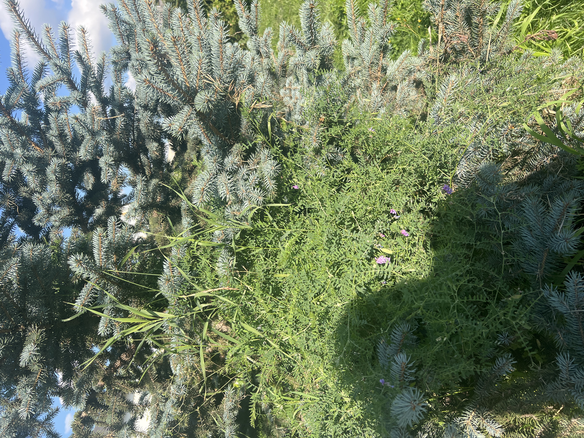 The image captures a close-up view of a blue spruce tree in an outdoor setting, likely a park or residential area in Saint Petersburg, Russia. The foreground is dominated by the dense, green foliage of the spruce, with its characteristic blue-green needles. Intertwined with the spruce branches is a profusion of green herbaceous plants, including grass and smaller flowering plants with tiny purple blossoms. Sunlight filters through the branches, casting dappled shadows on the vegetation. In the background, glimpses of a green lawn and a bright blue sky with scattered white clouds are visible. The overall impression is one of lush, natural growth, suggesting a temperate climate during the warmer months. There are no people or discernible human activity within the frame.